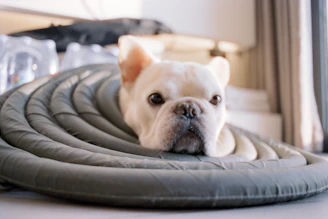 A white french bulldog peeking through a circular cushion.