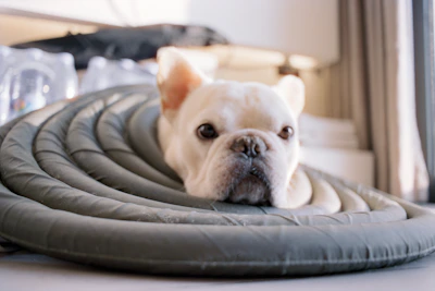 A white french bulldog peeking through a circular cushion.