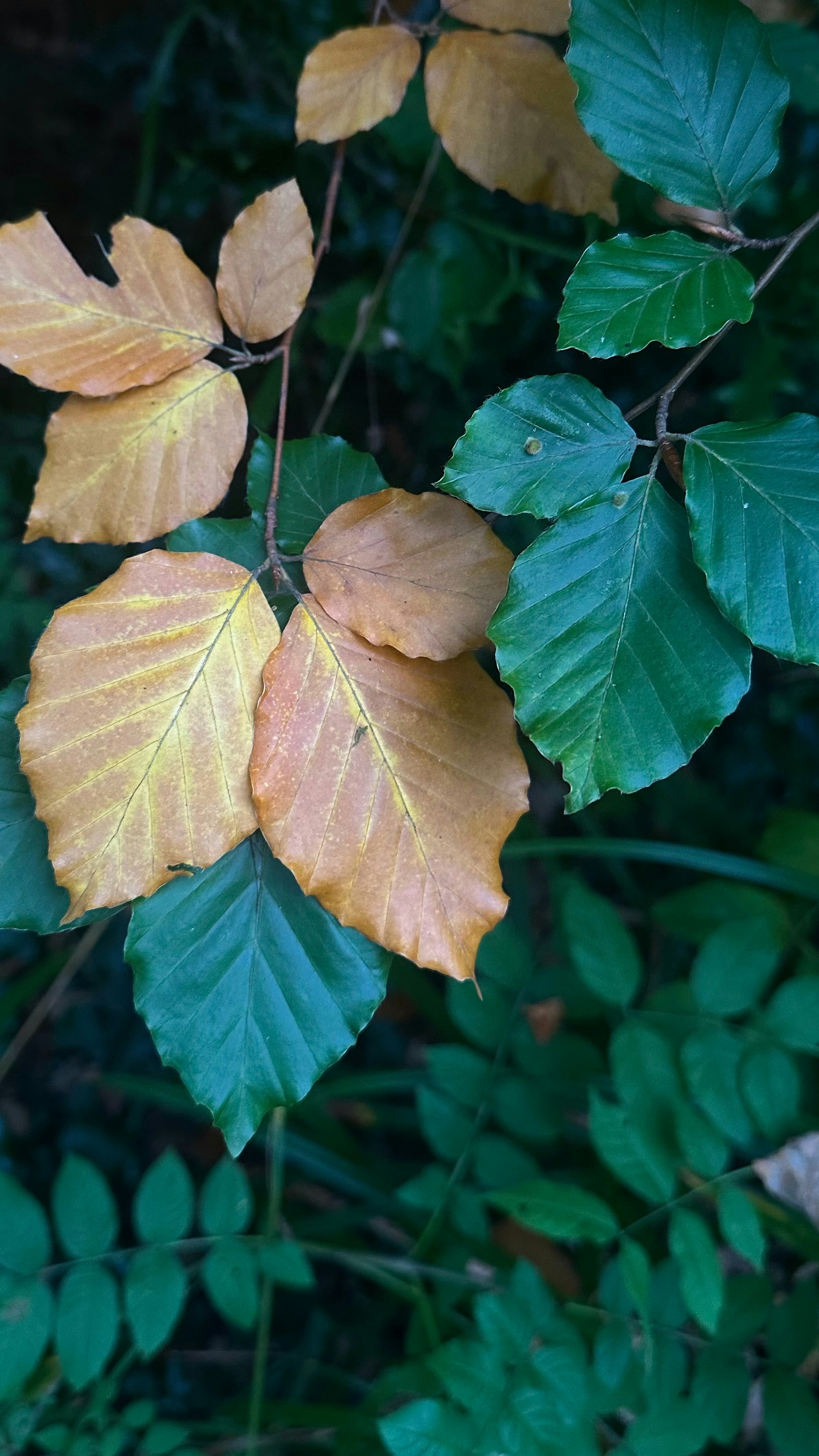 Autumn leaves transitioning from green to yellow and brown.