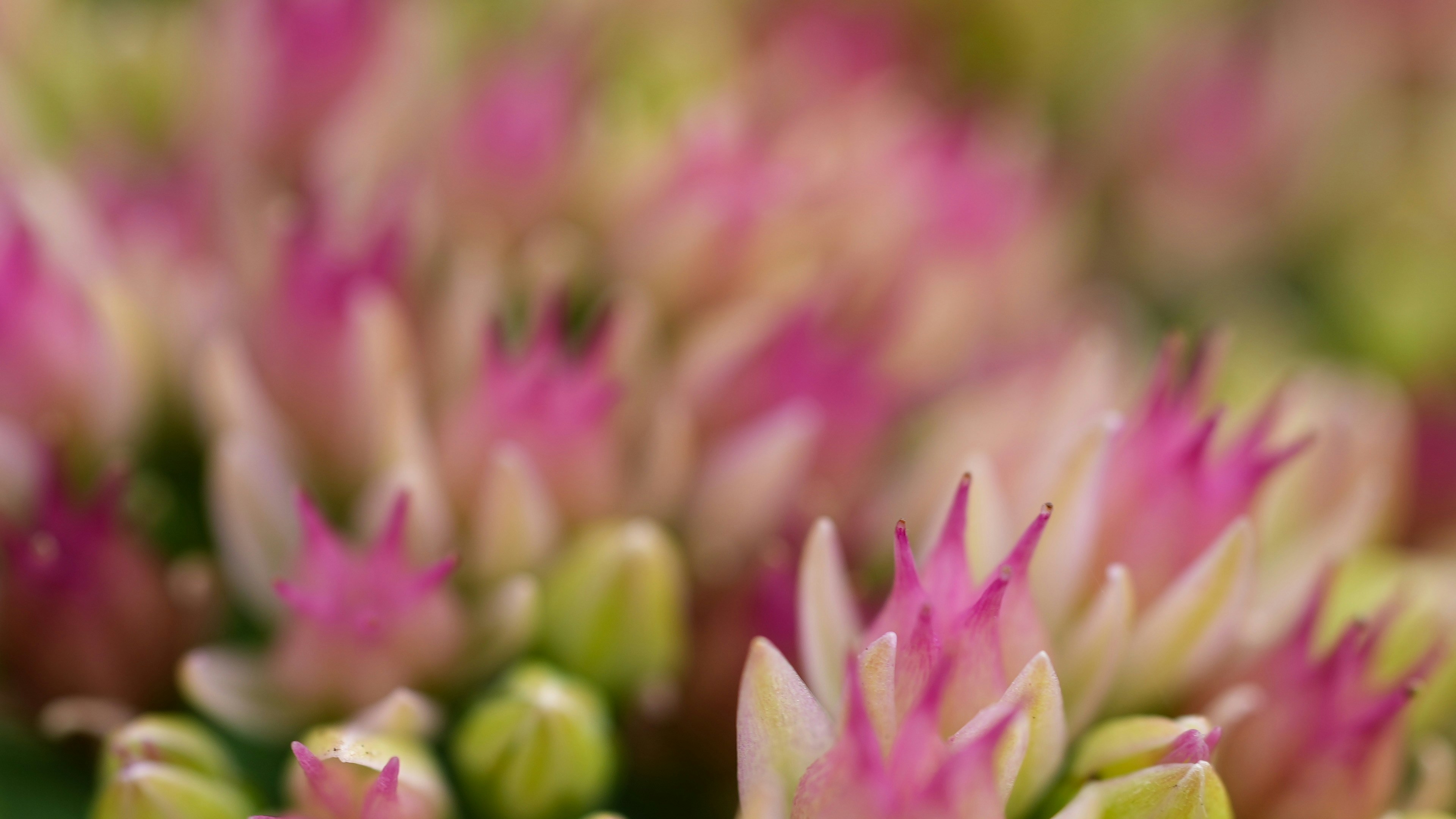 Close up of pink and green succulent flowers blooming.