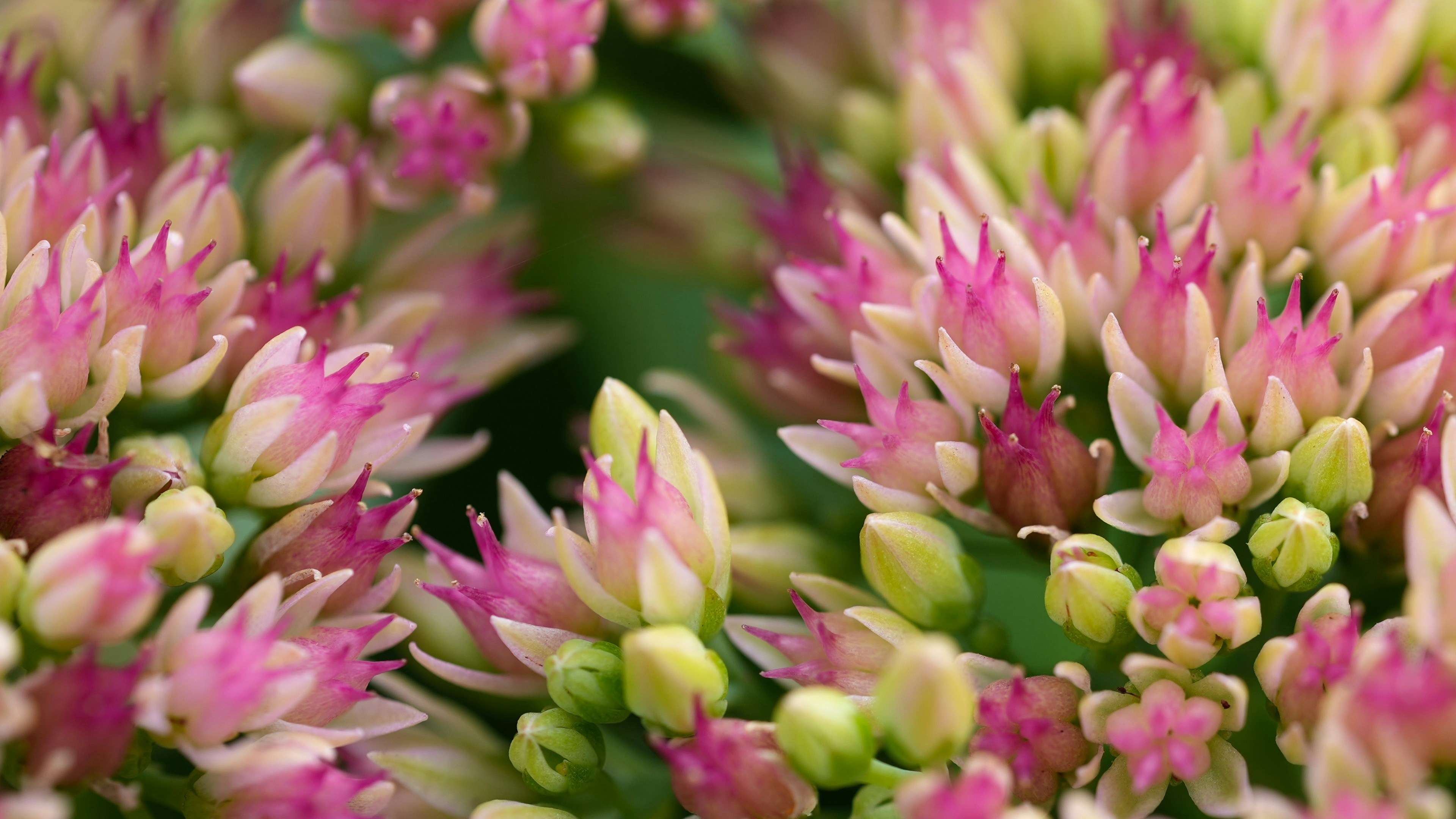 Close-up of pink and green flower buds.