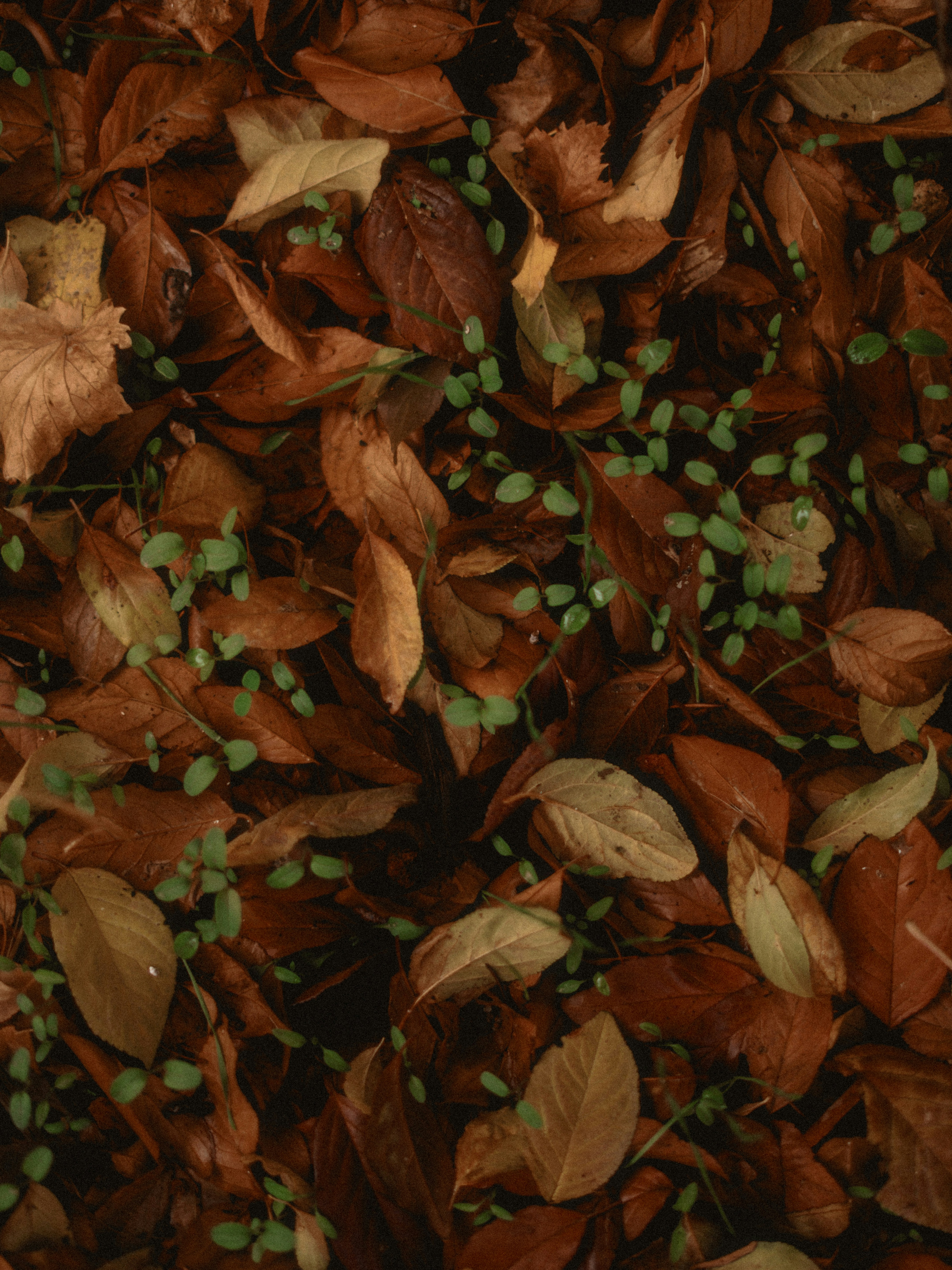 茶色の秋の葉に小さな緑色の芽がついています