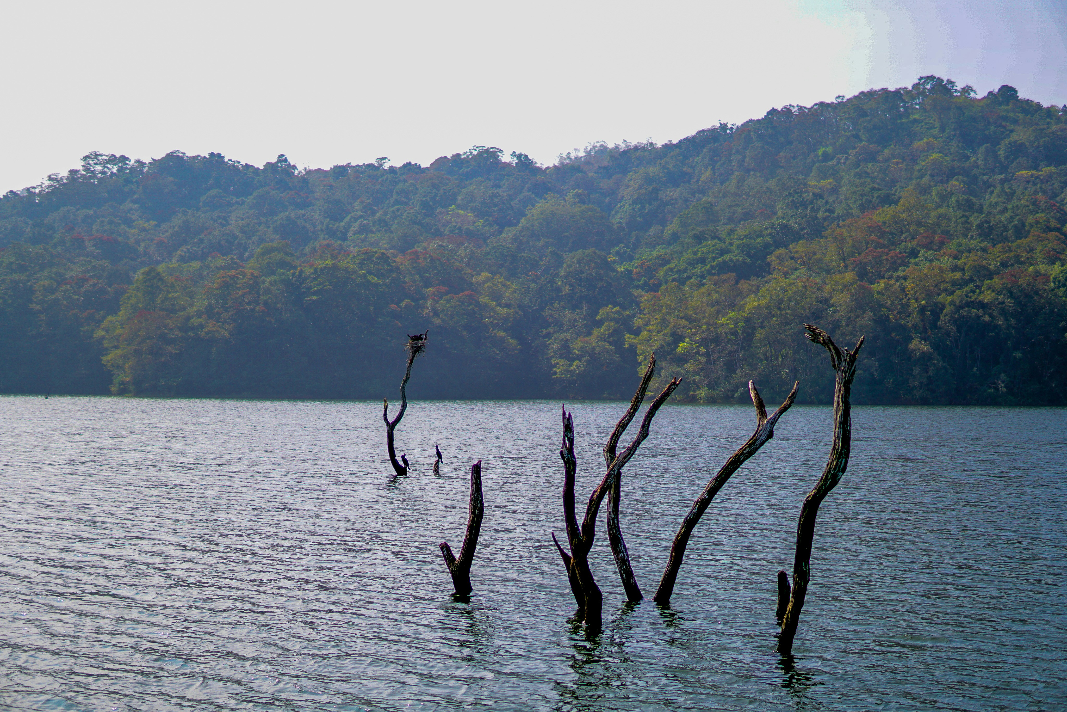 Dead trees rise from a calm lake with forested hills.