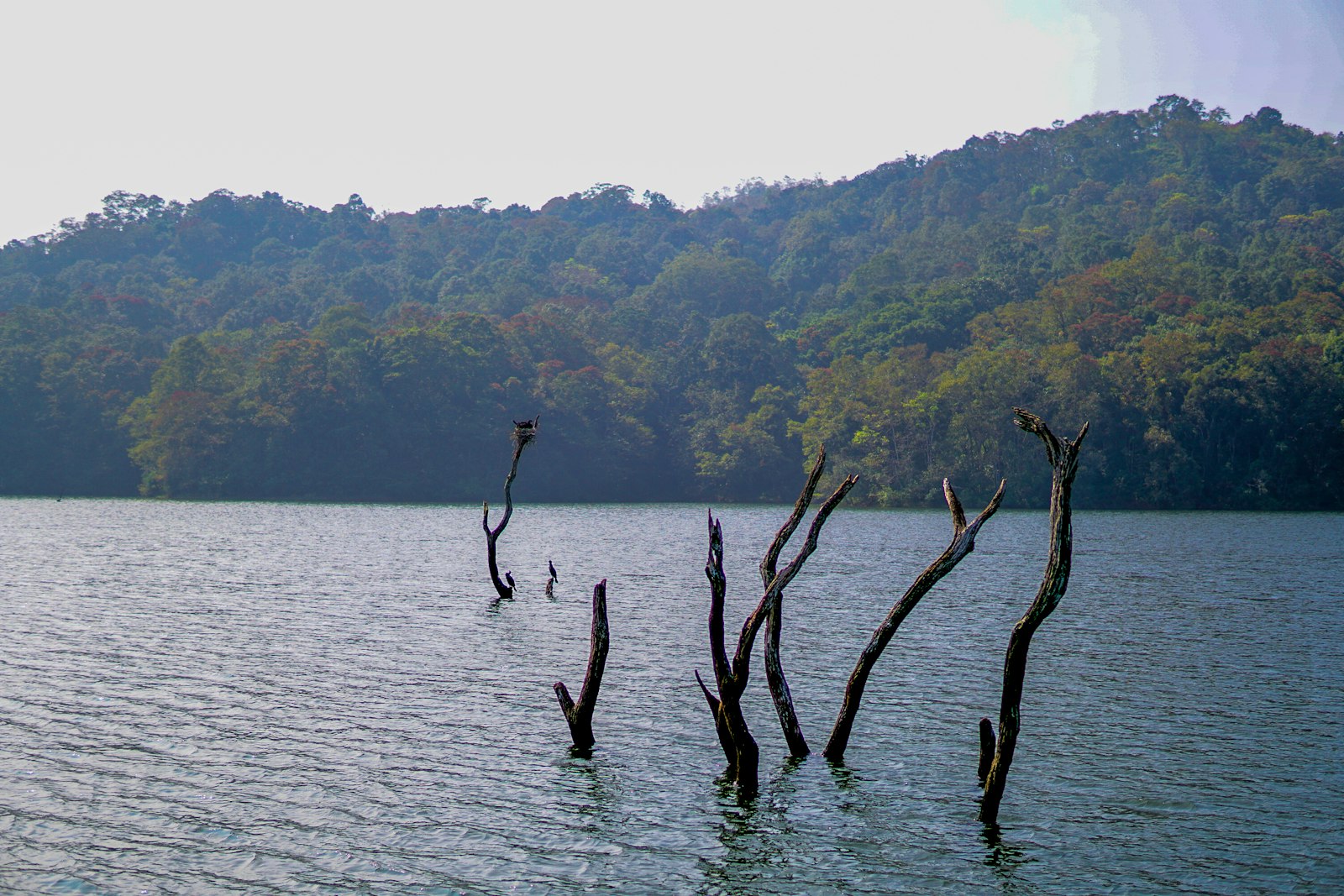 Periyar Tiger Reserve: Boat Safaris and Western Ghats Mammals — wildlife photography article cover