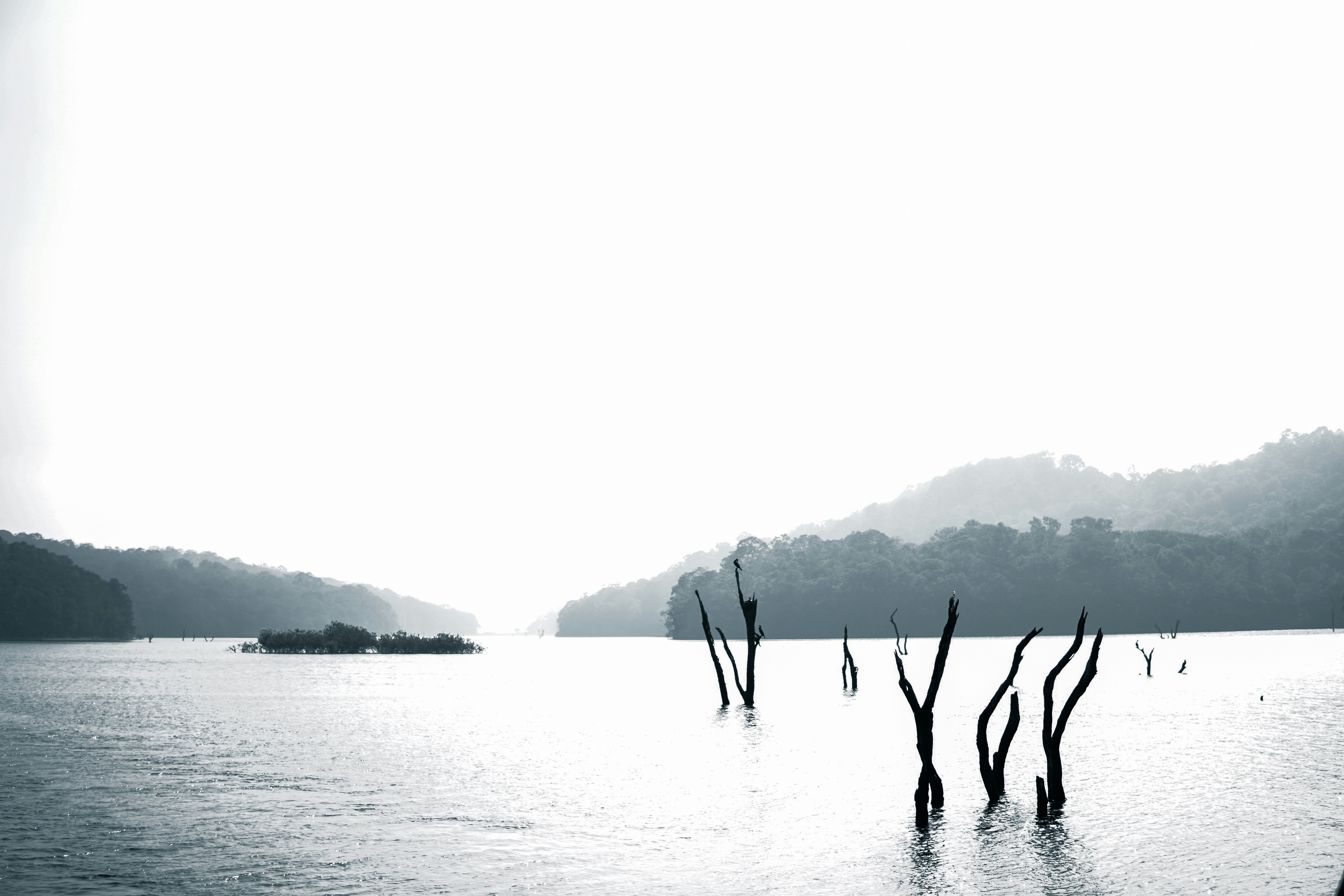 Bare branches emerge from calm water with misty hills.