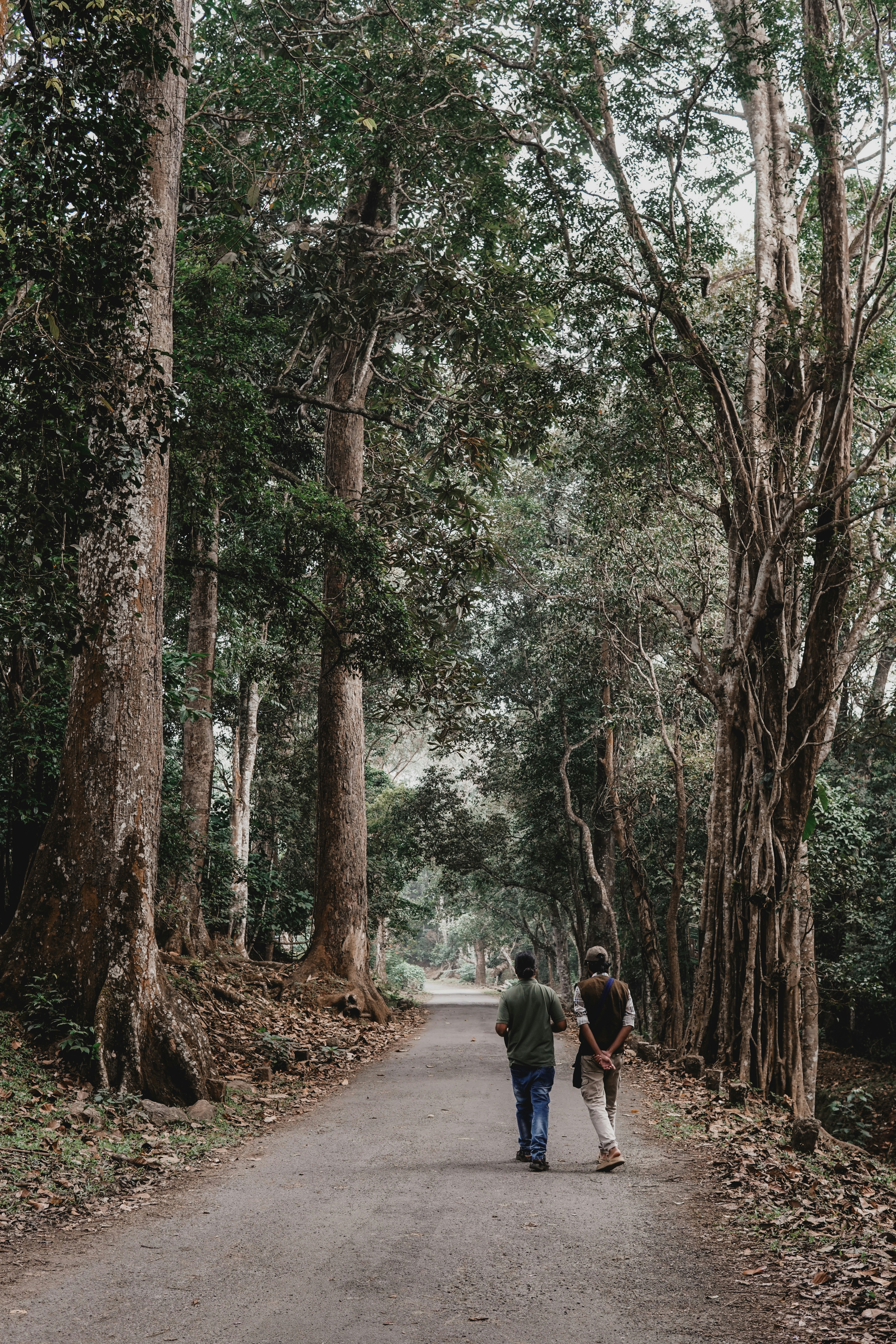 Two people walk down a tree-lined road.