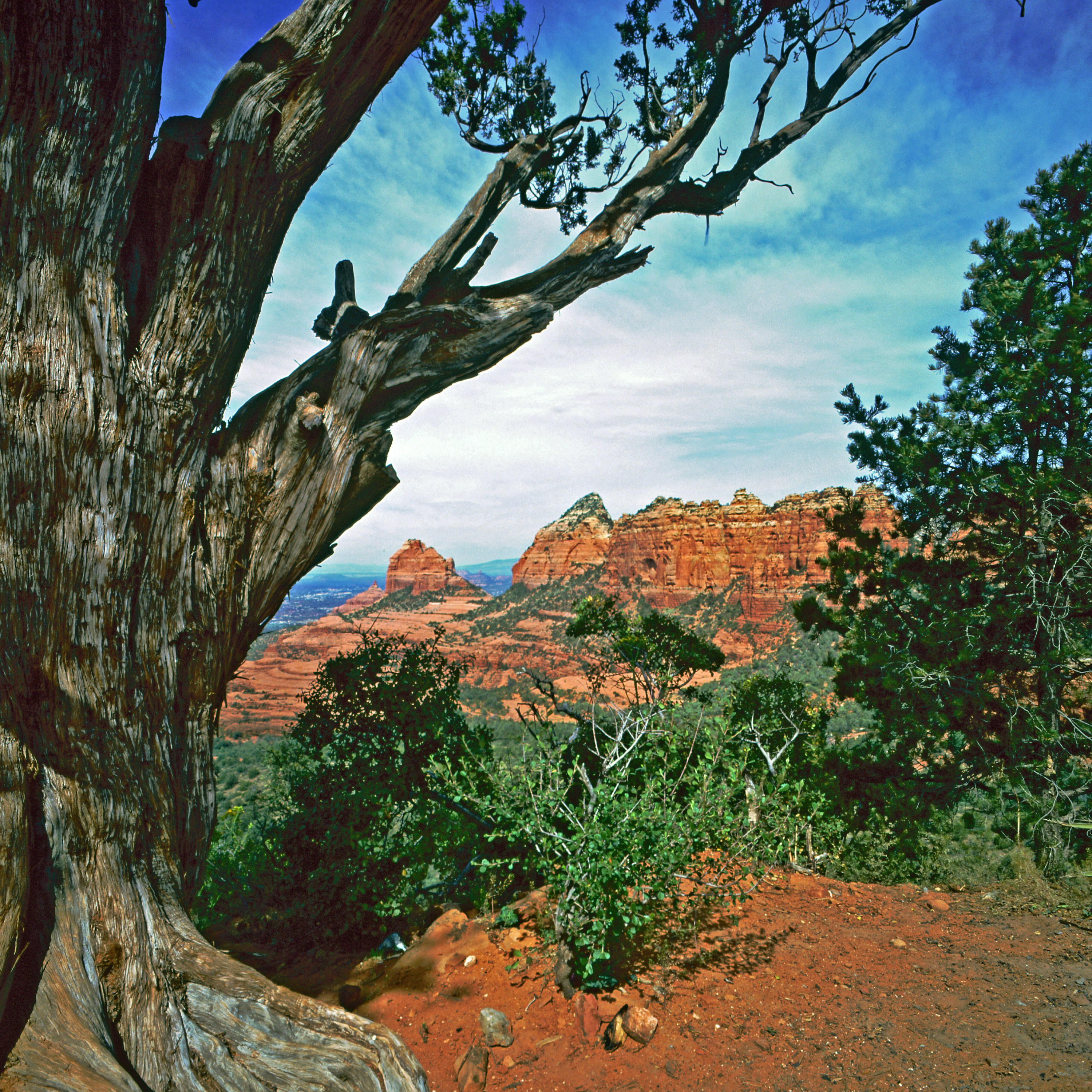 Desert landscape with red rock formations and trees