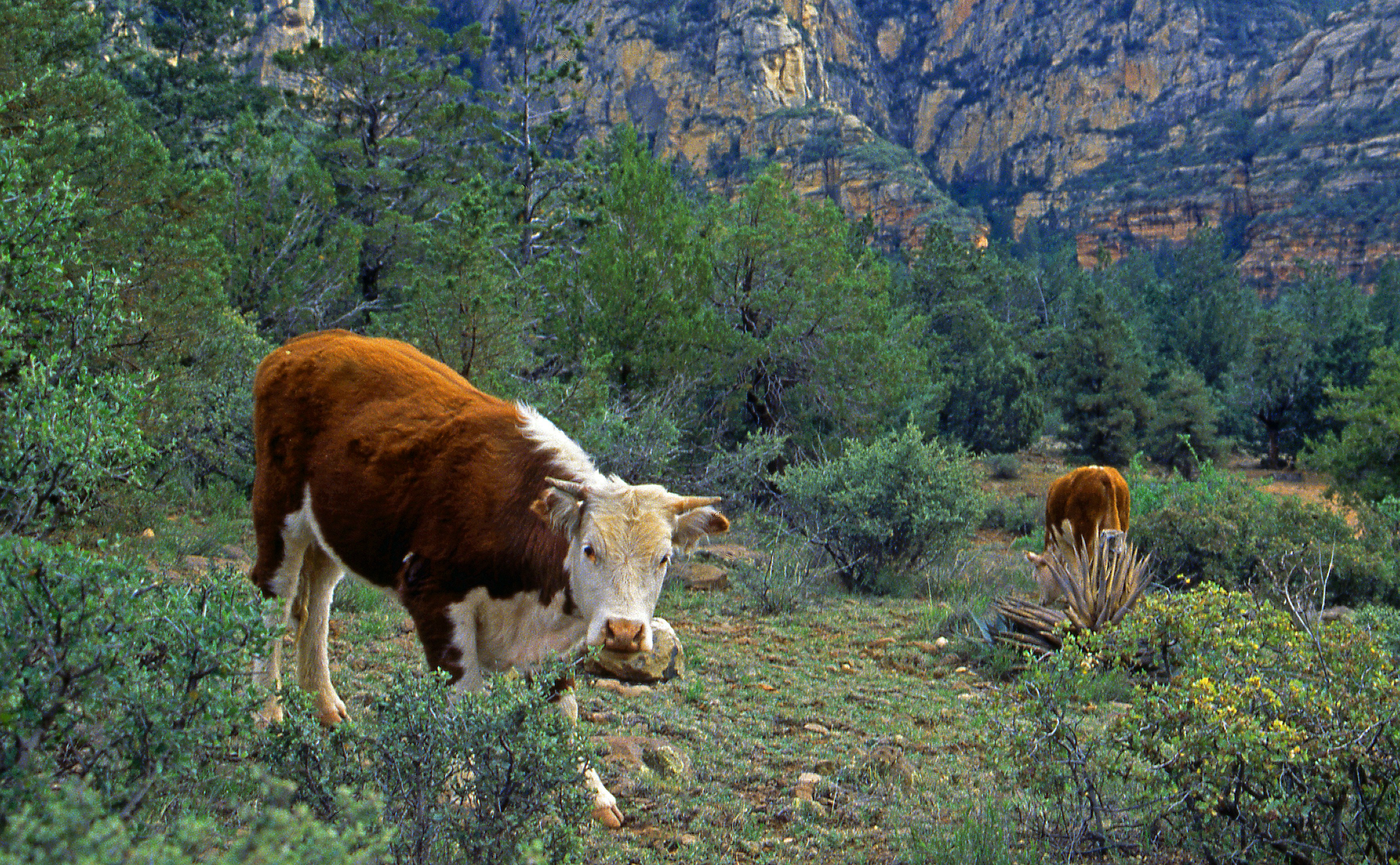 Brown and white cow in a rocky, green landscape.