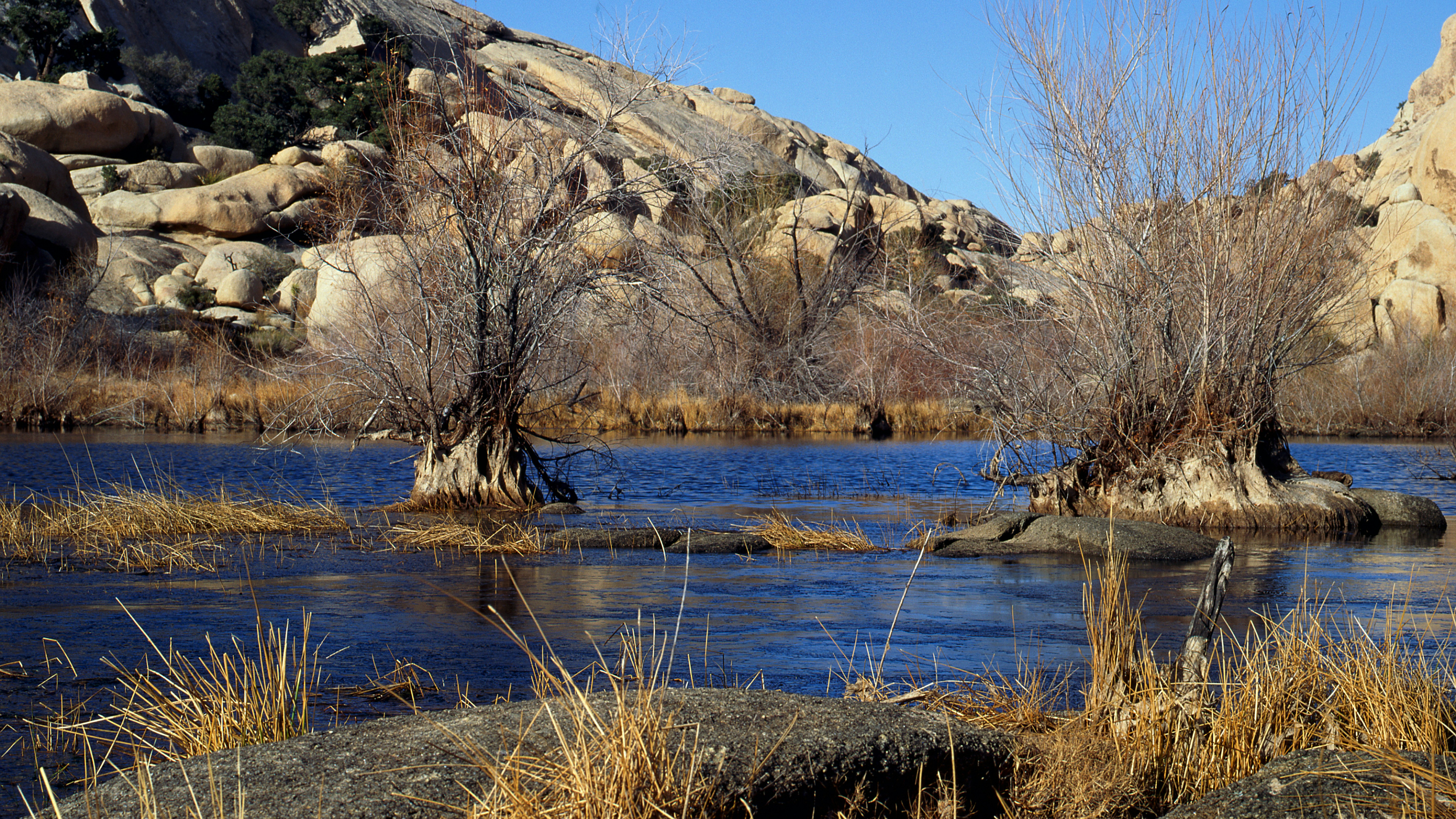 Calm blue water surrounded by dry reeds and rocks.