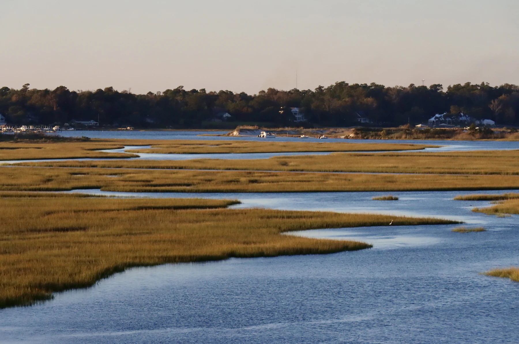 A salt marsh of golden grass cut by blue tidal channels, with trees on the far shore