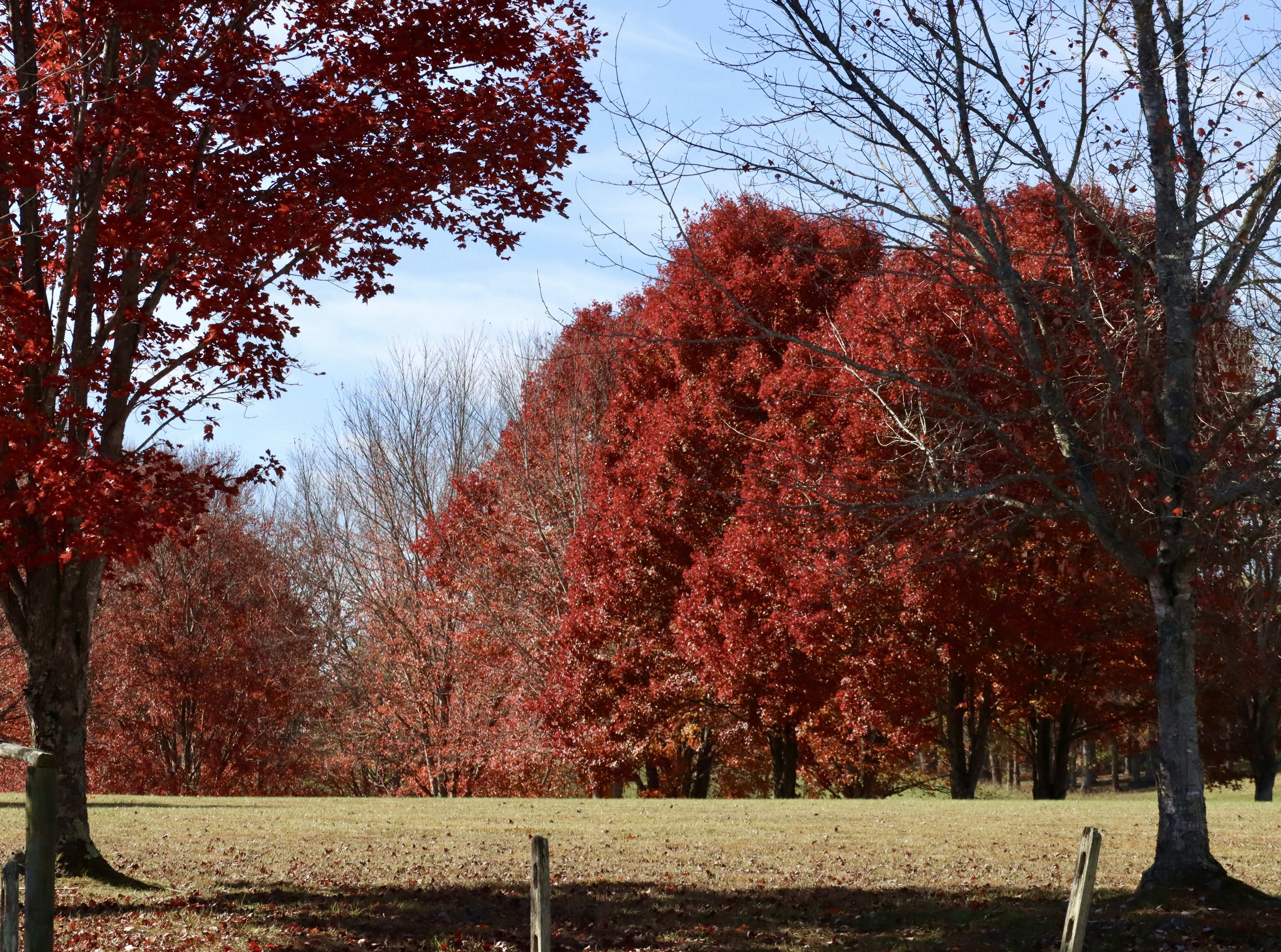 Vibrant red autumn trees under a clear sky