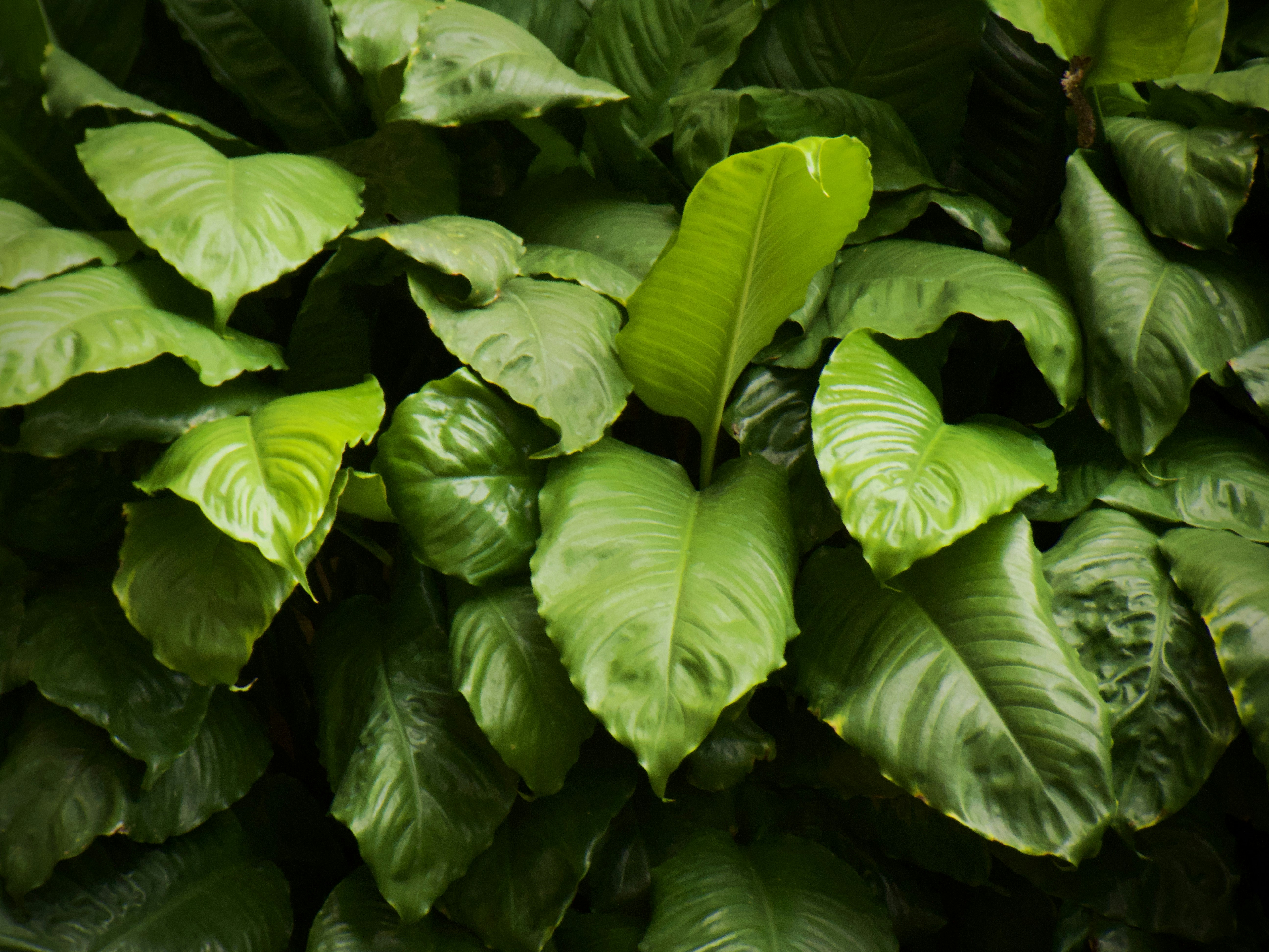 Photo by giliprasthadi