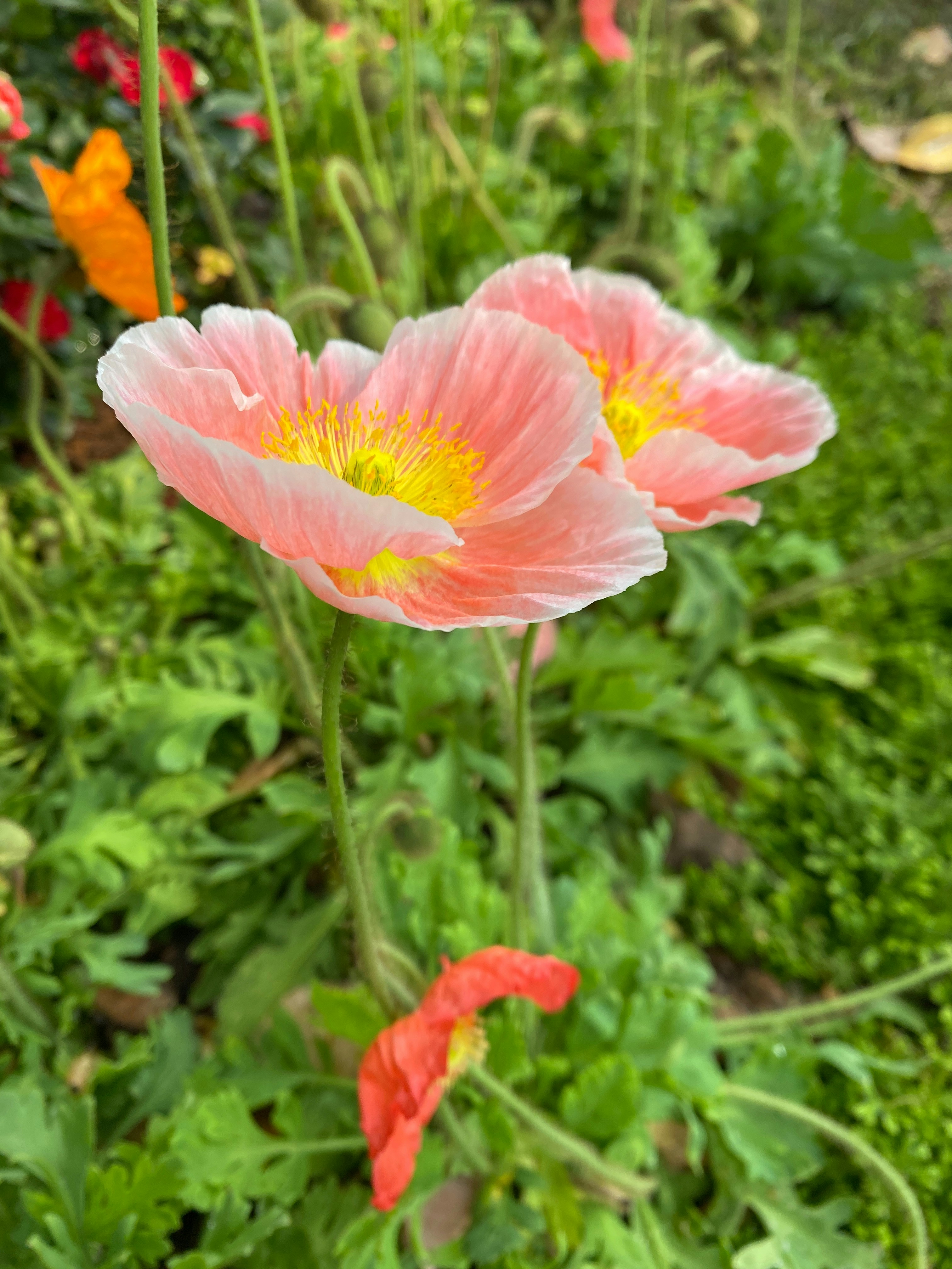 Two delicate pink poppies bloom amongst green foliage.