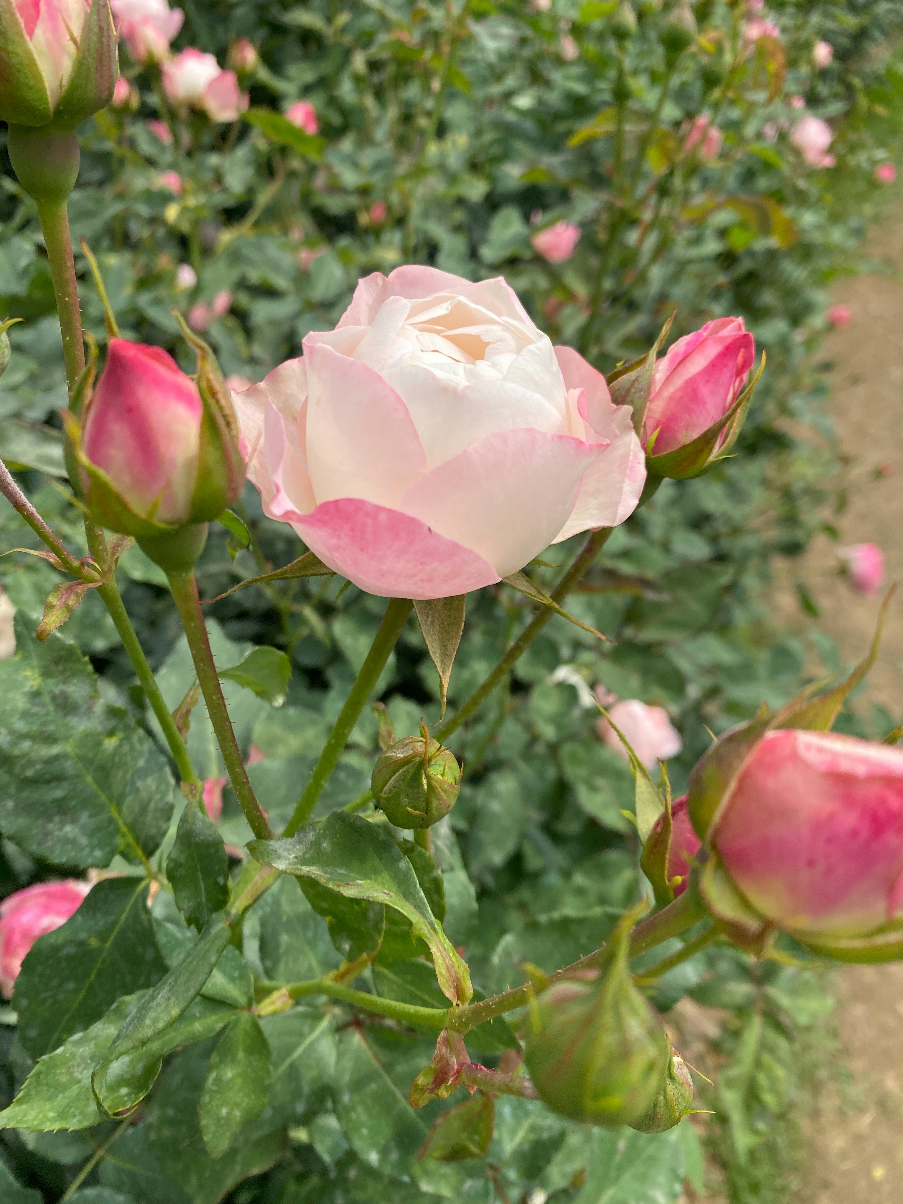 A delicate pink rose blooming amongst buds.
