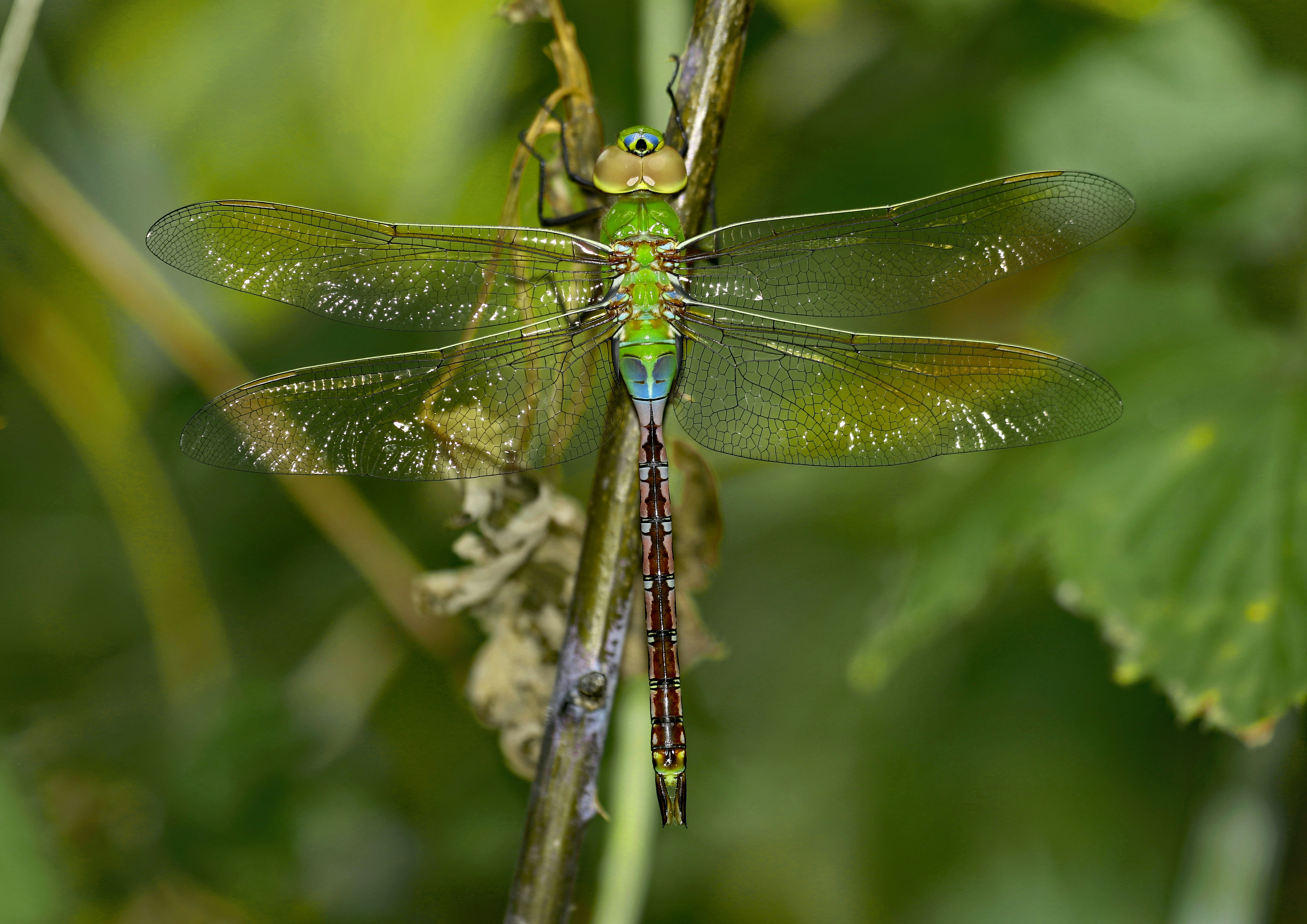 Photo by telliottmbamsc