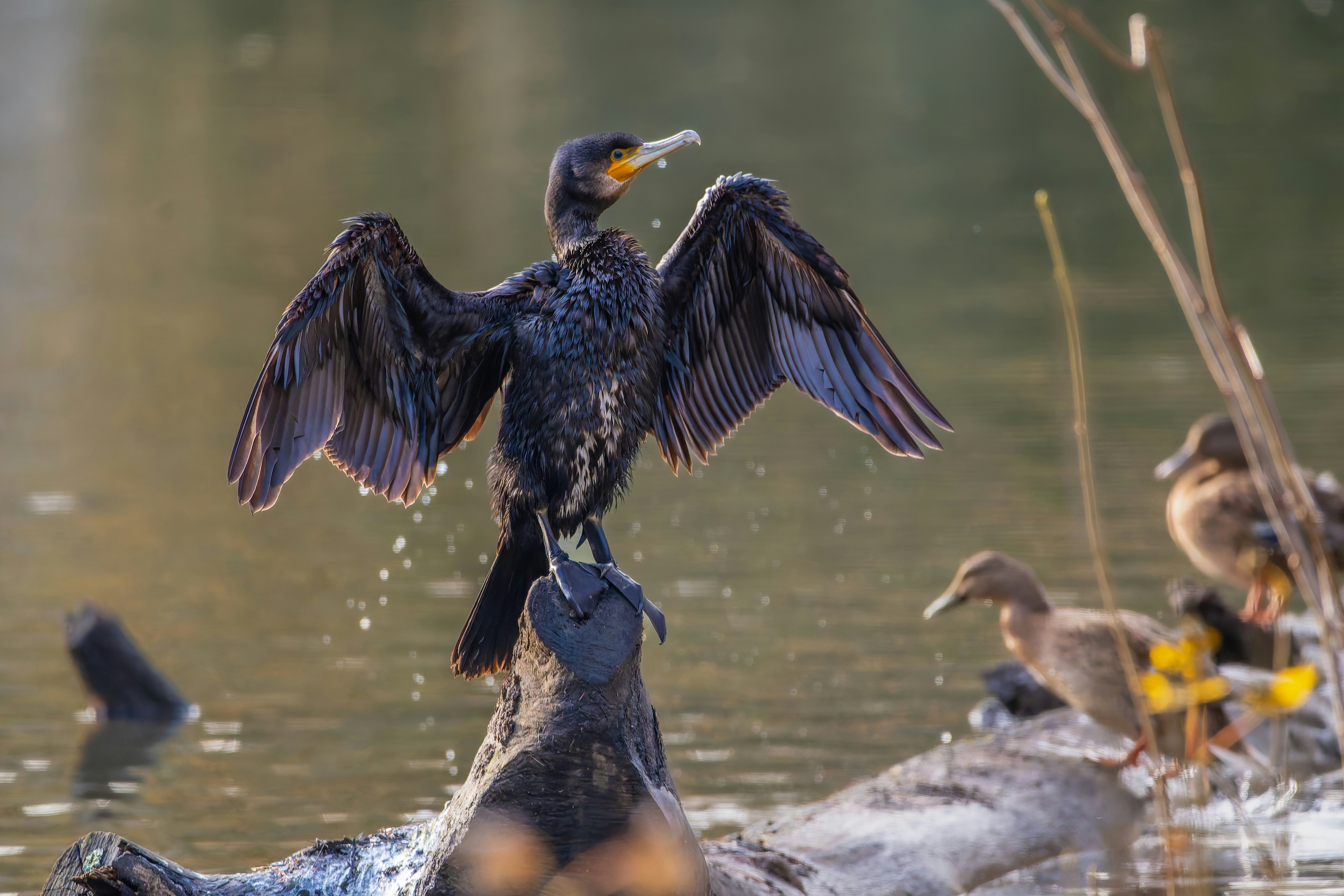 Photo by siegfriedpoepperl