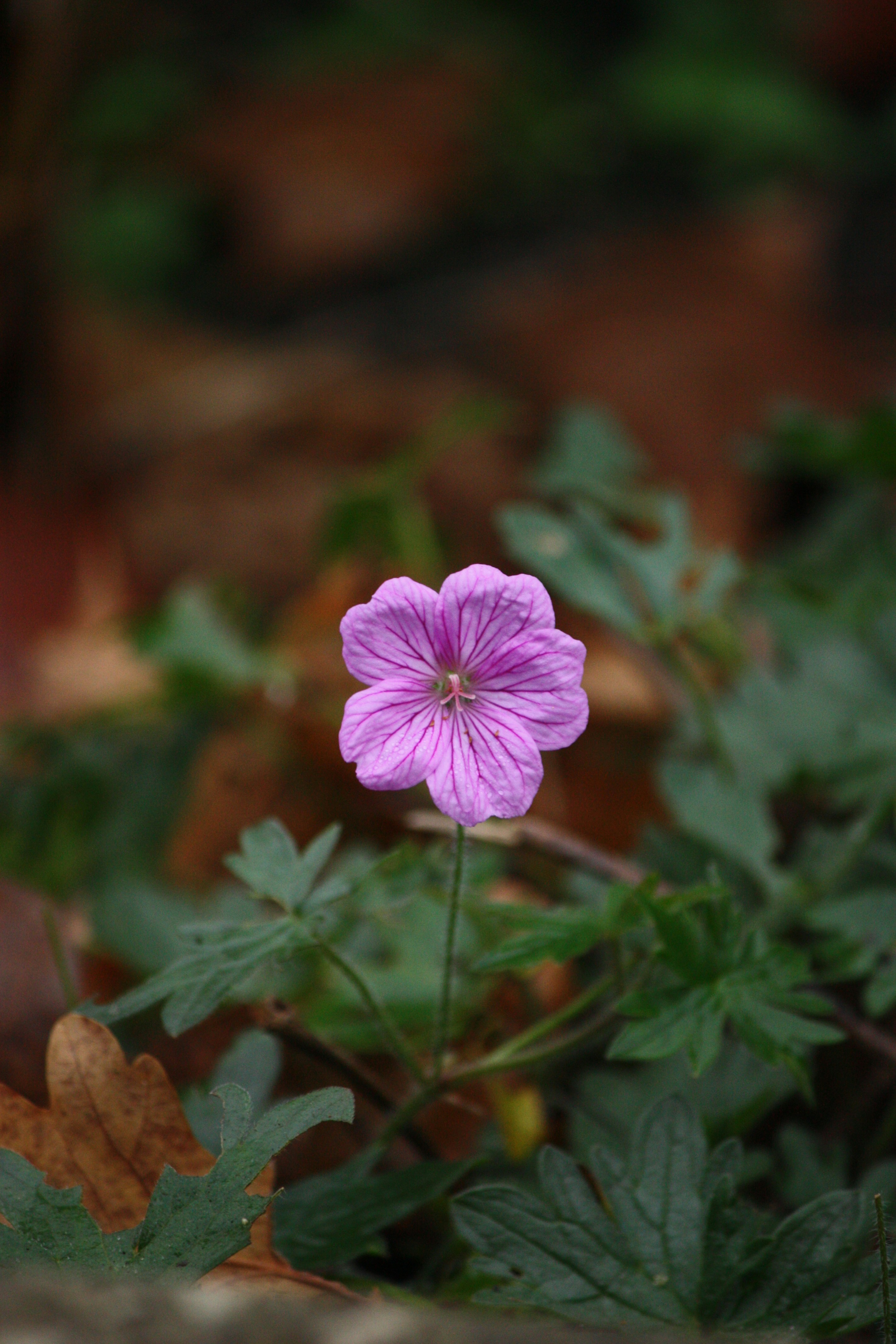 Photo by bookscorpion