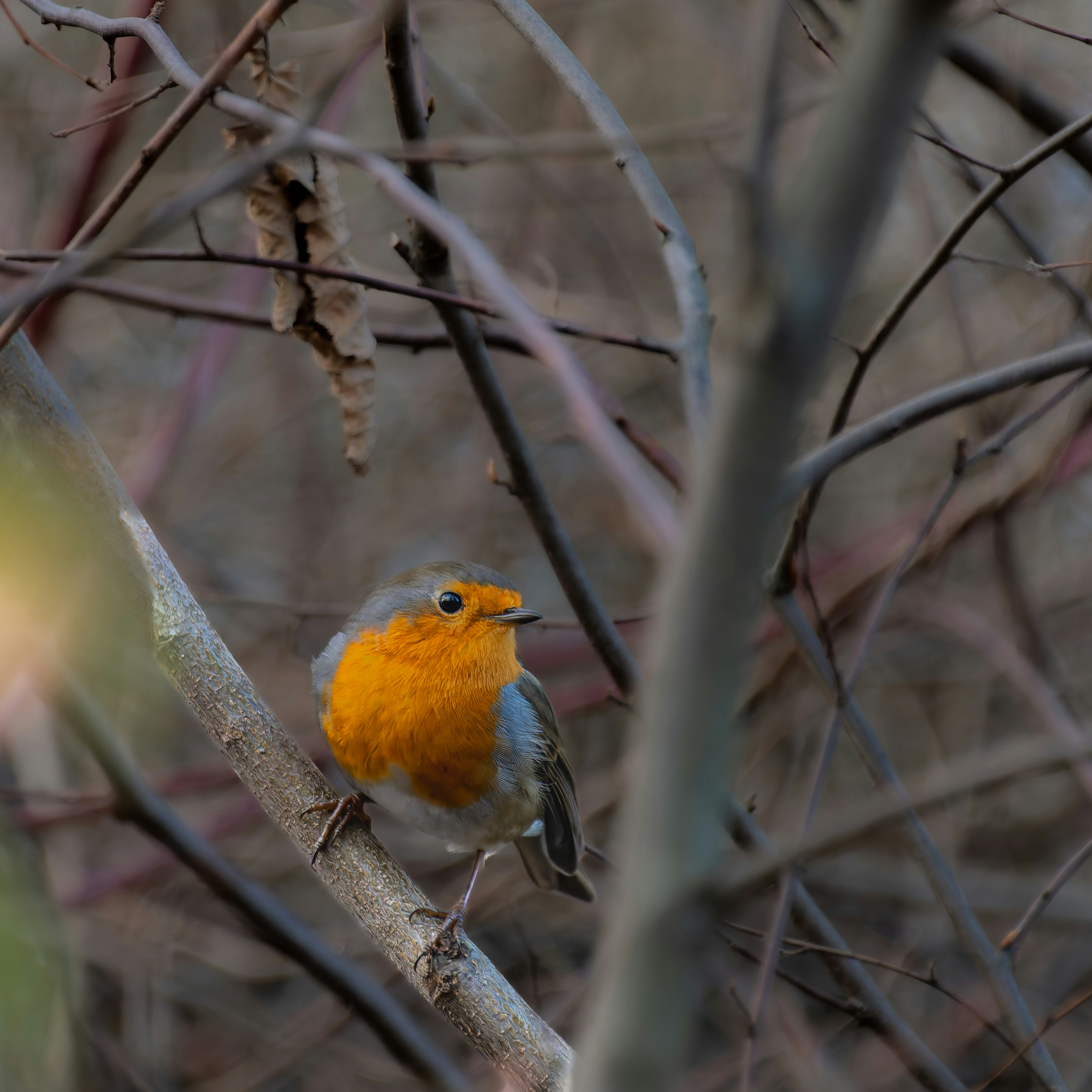 Photo by siegfriedpoepperl