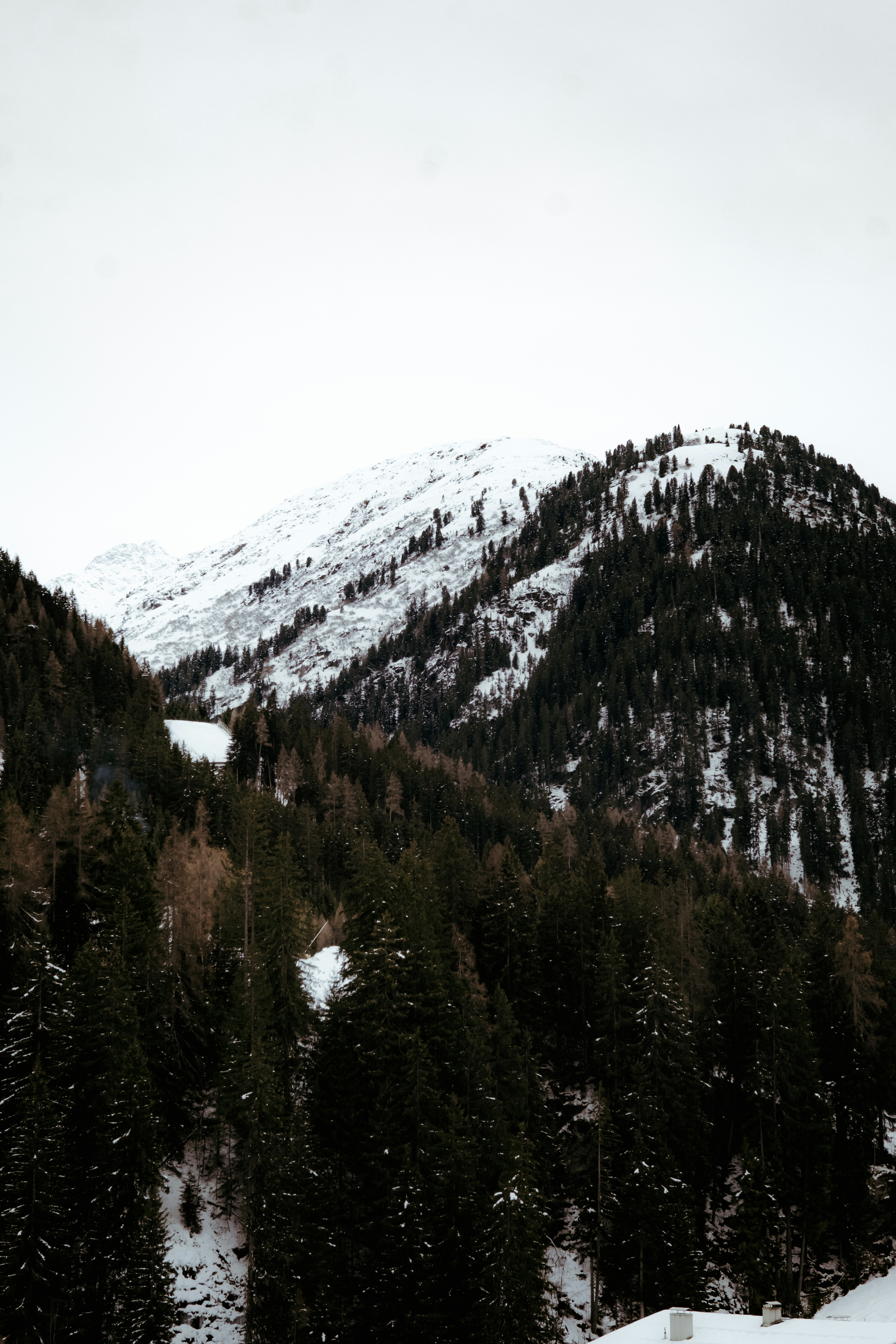 Snow-covered mountain peak with dark evergreen forest.