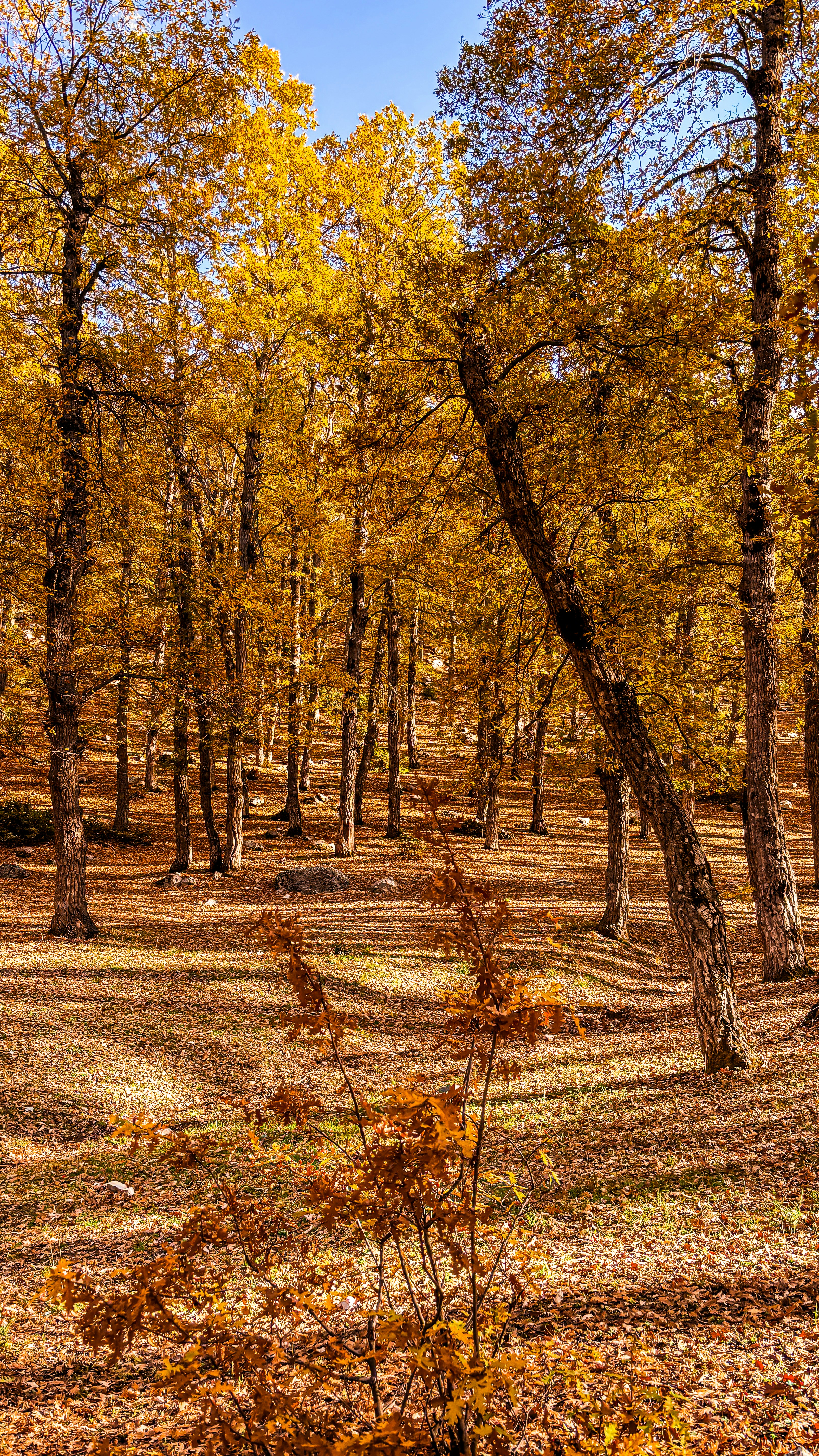Photo by alimessl