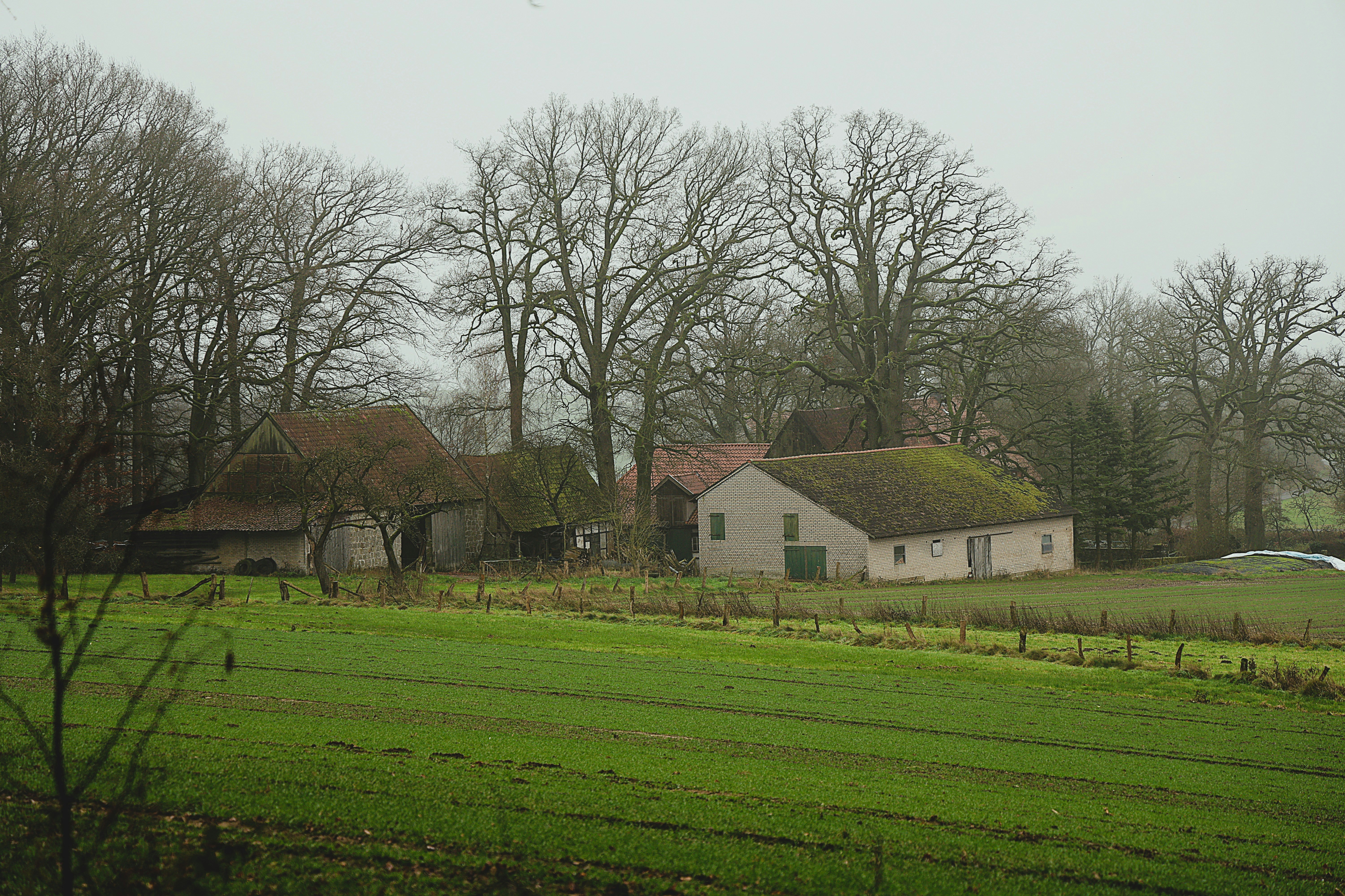 Farm buildings nestled among bare trees in winter.