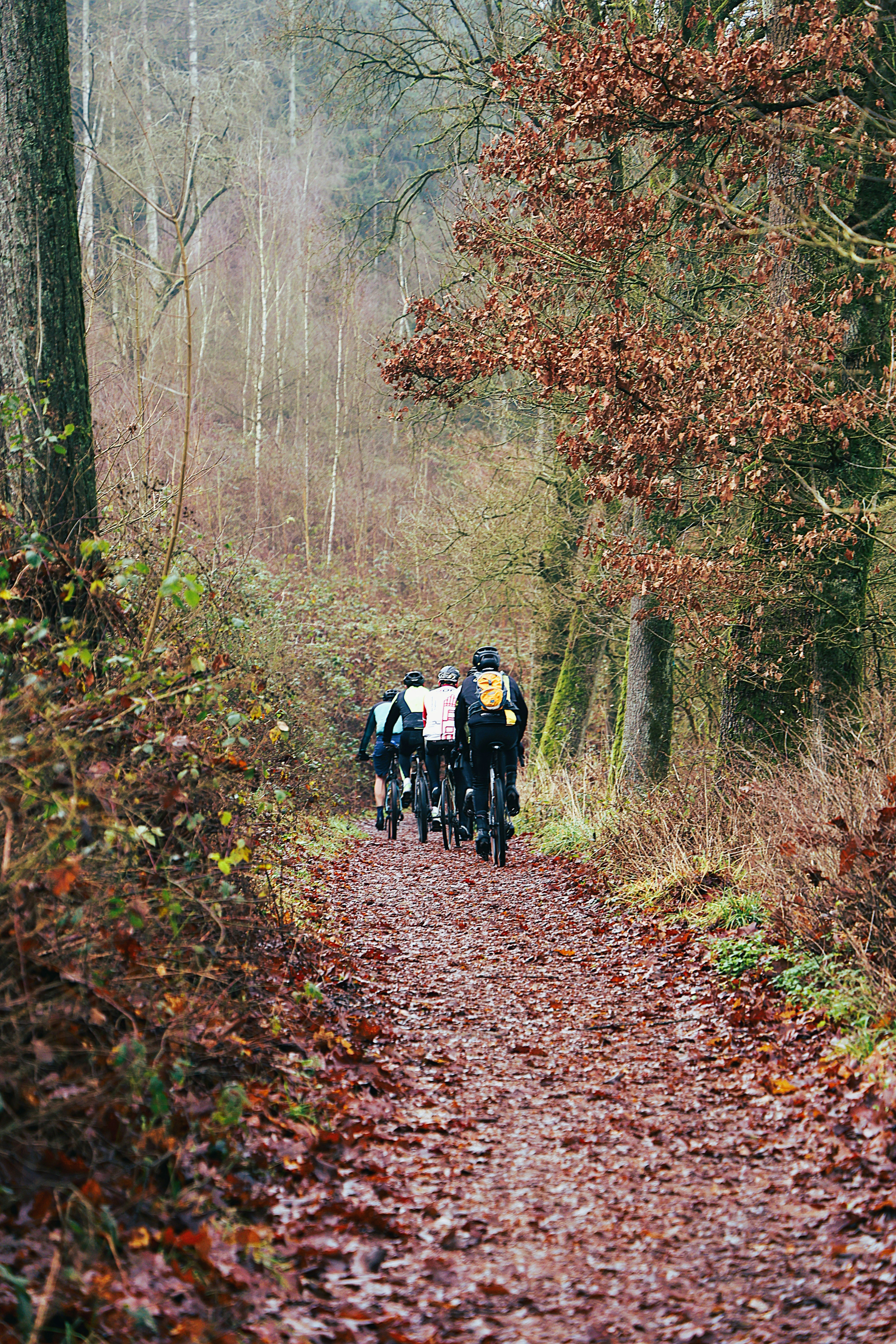 Group of cyclists riding on a forest path