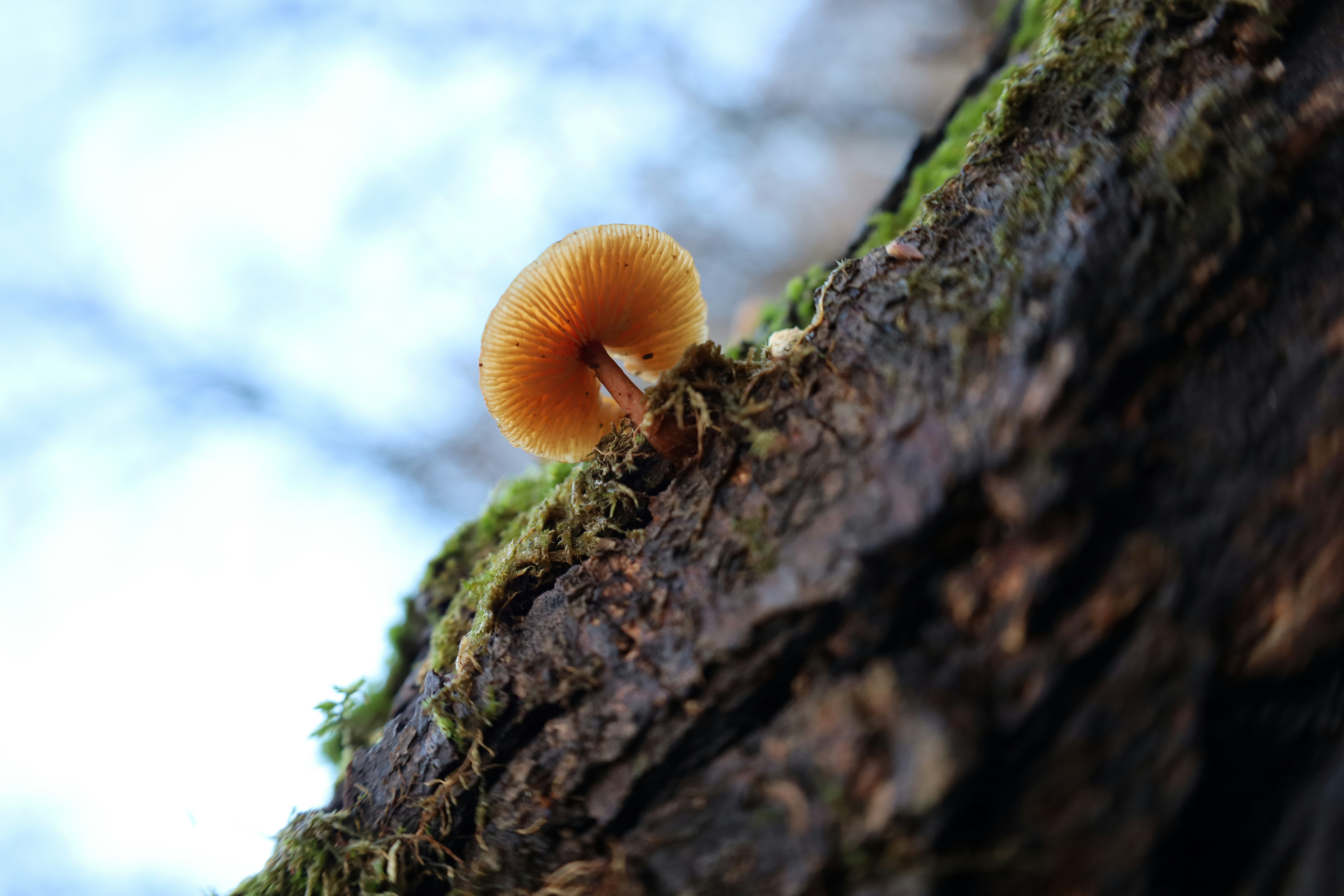 A small mushroom growing on a tree trunk.