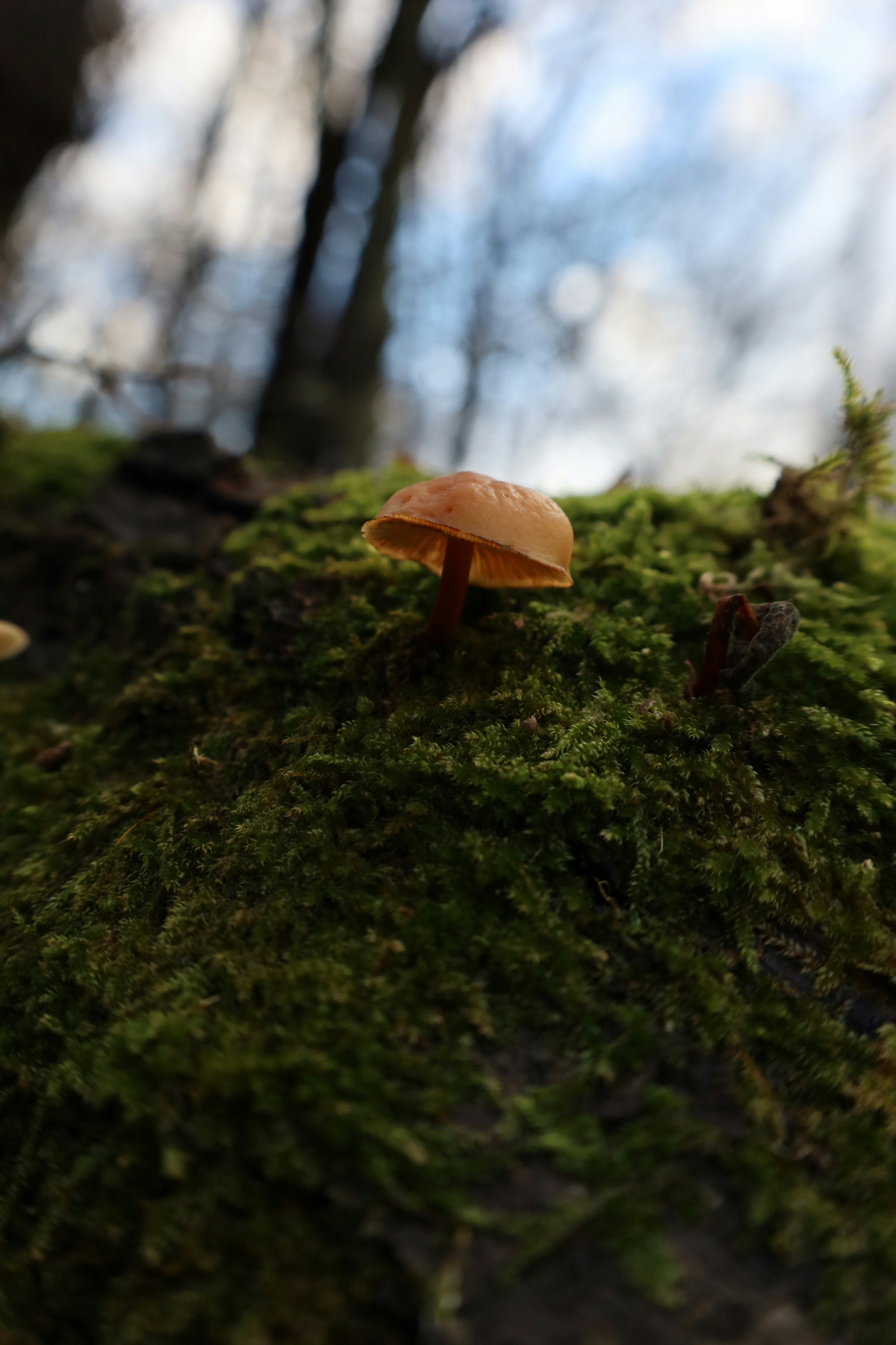 Small mushroom growing on a mossy surface.