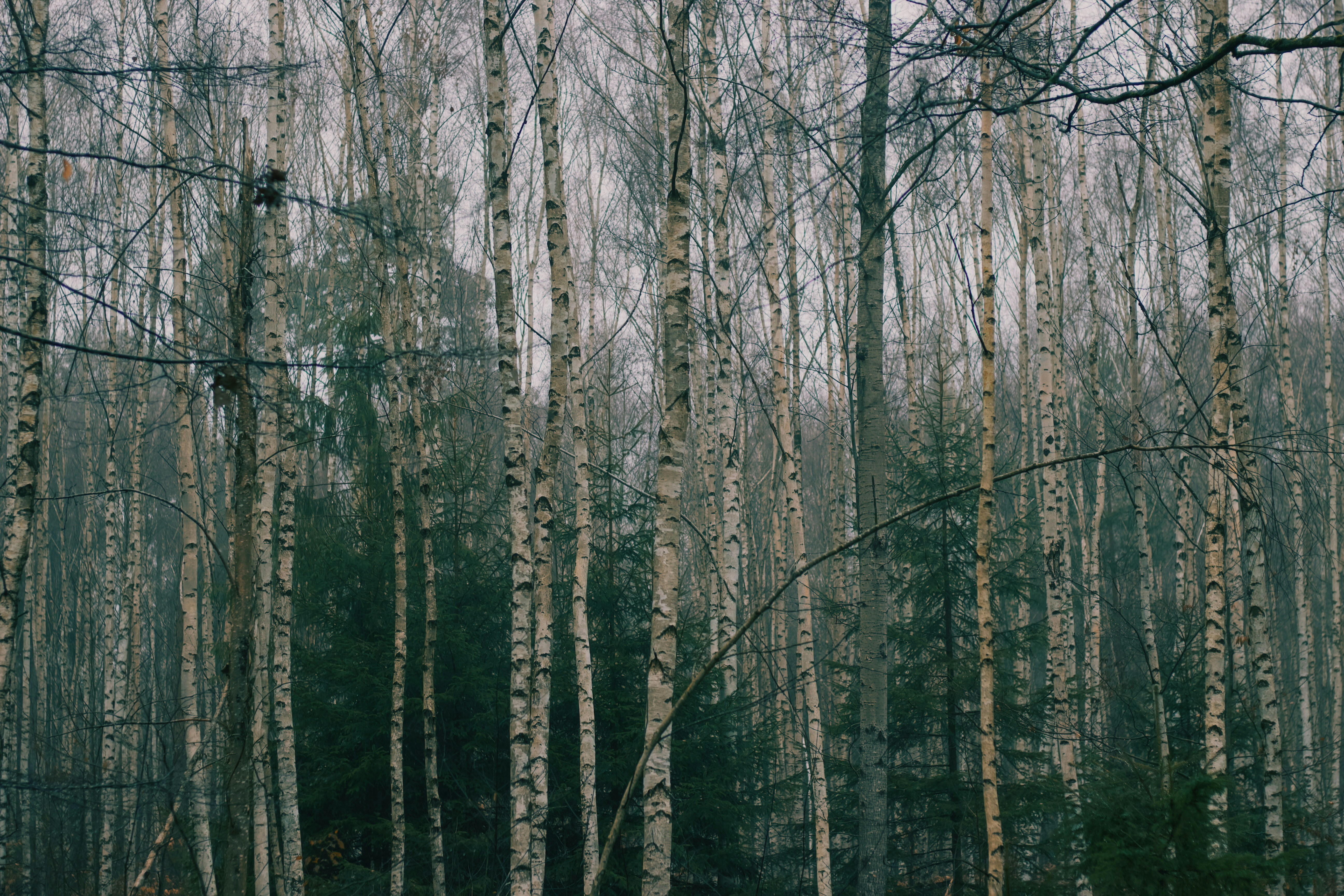 Birch trees in a dense, misty forest.