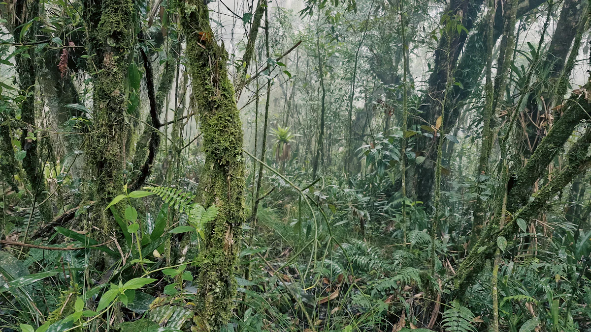 Nokrek NP