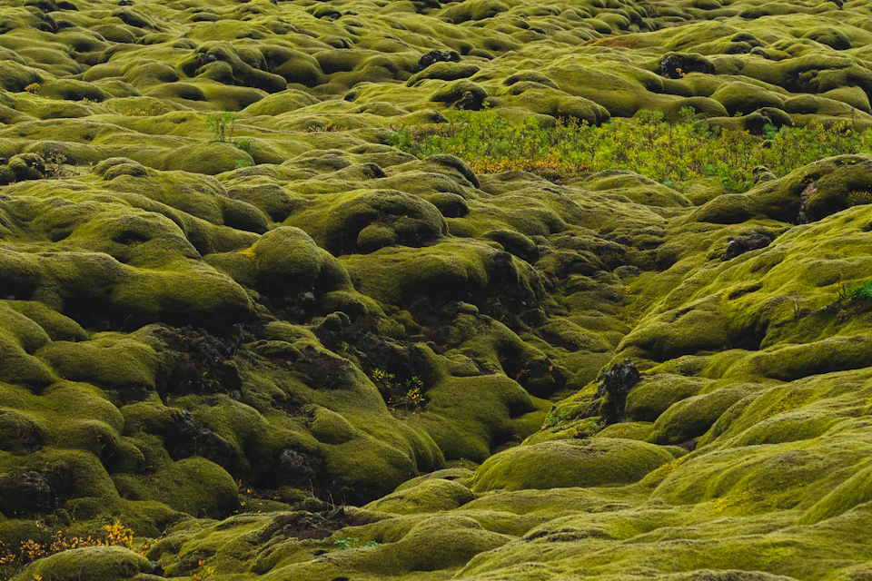 The image depicts a large, mossy hillside covered in green moss and rocks. The moss-covered rocks are scattered across the landscape, creating a rugged terrain. A small patch of grass can be seen on the right side of the image, providing a contrast to the surrounding greenery. The perspective of the photo is taken from below, looking up at the imposing height of the hillside.