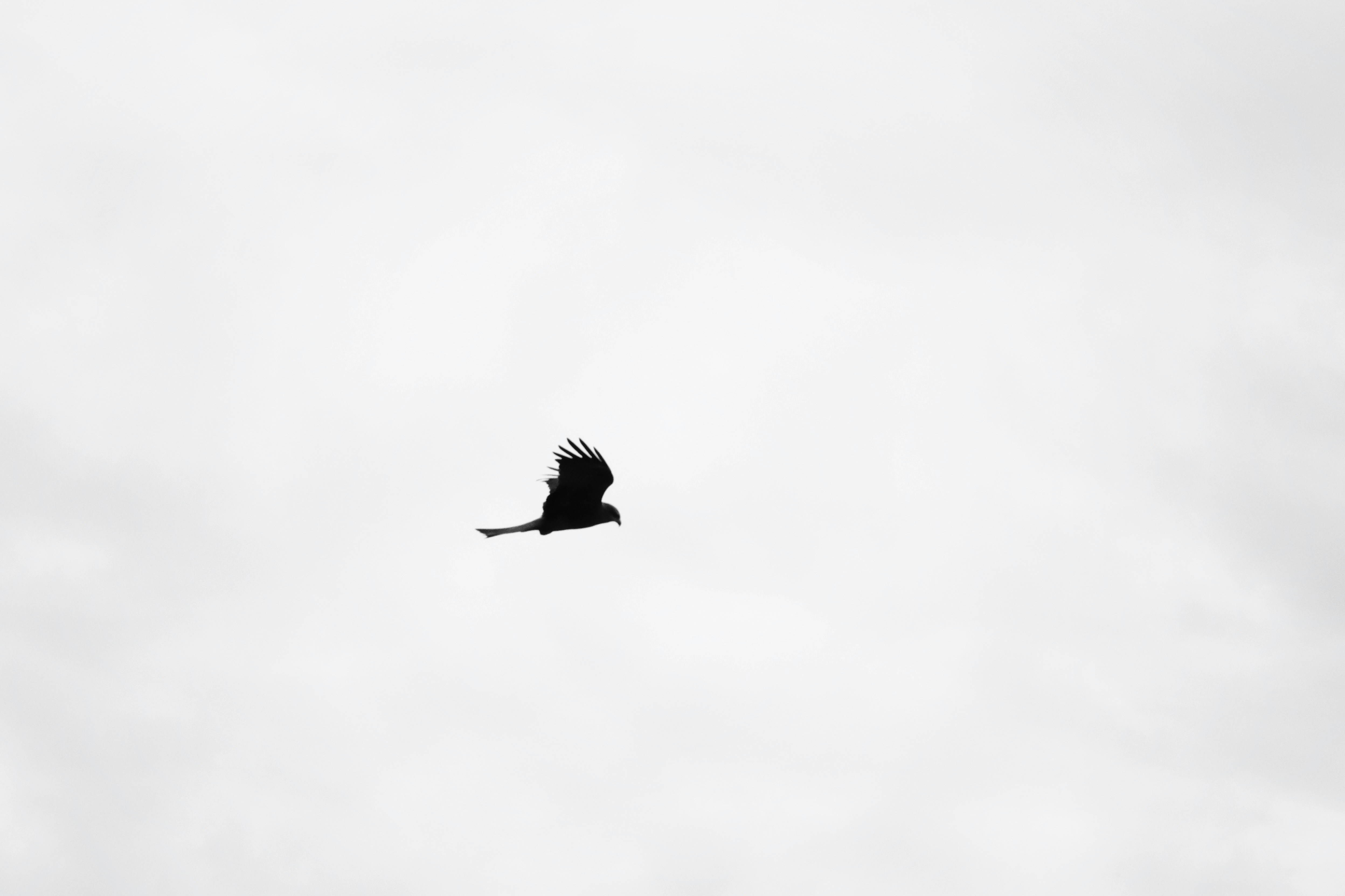 Photo by loubarross888