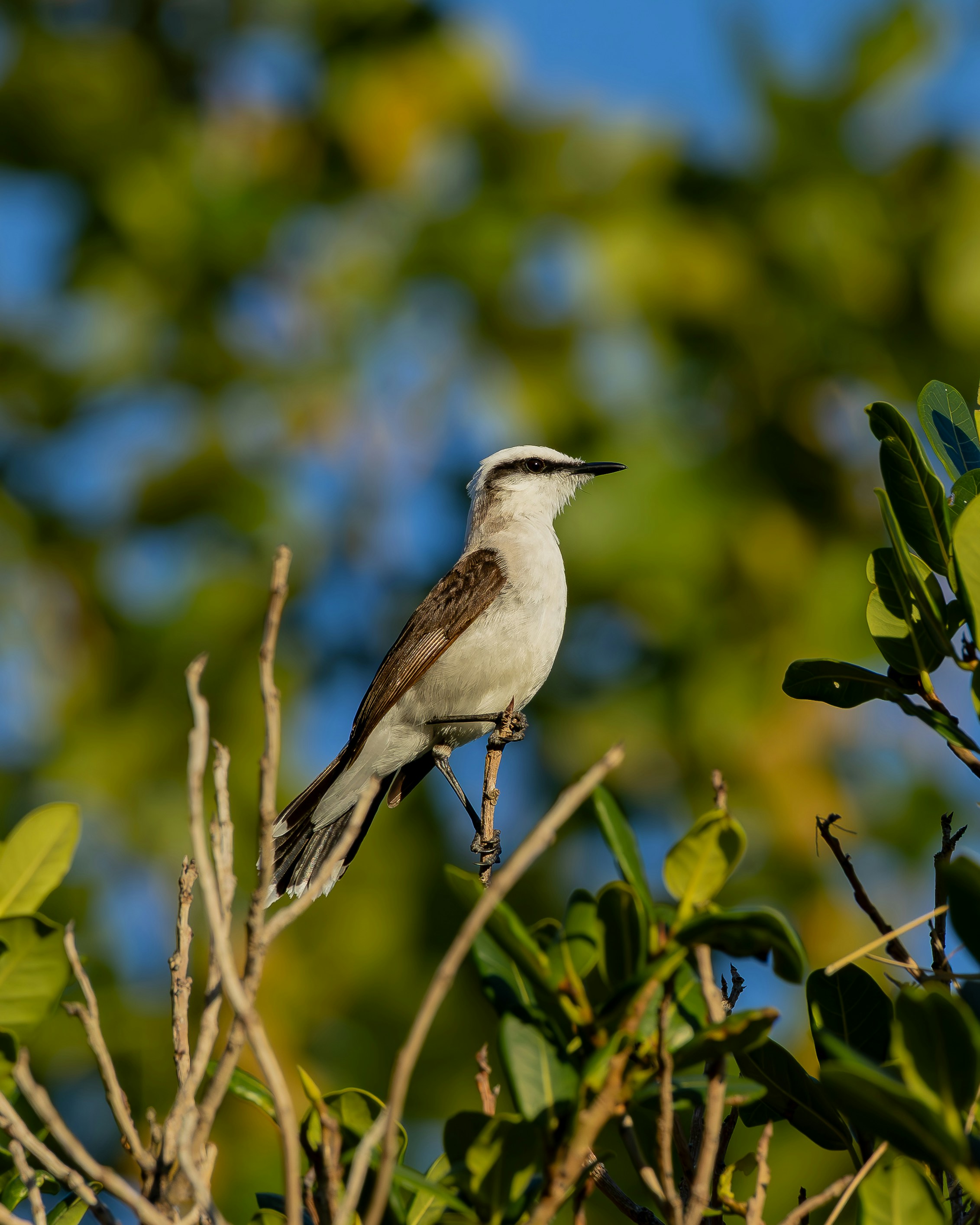 Photo by matheuskprot