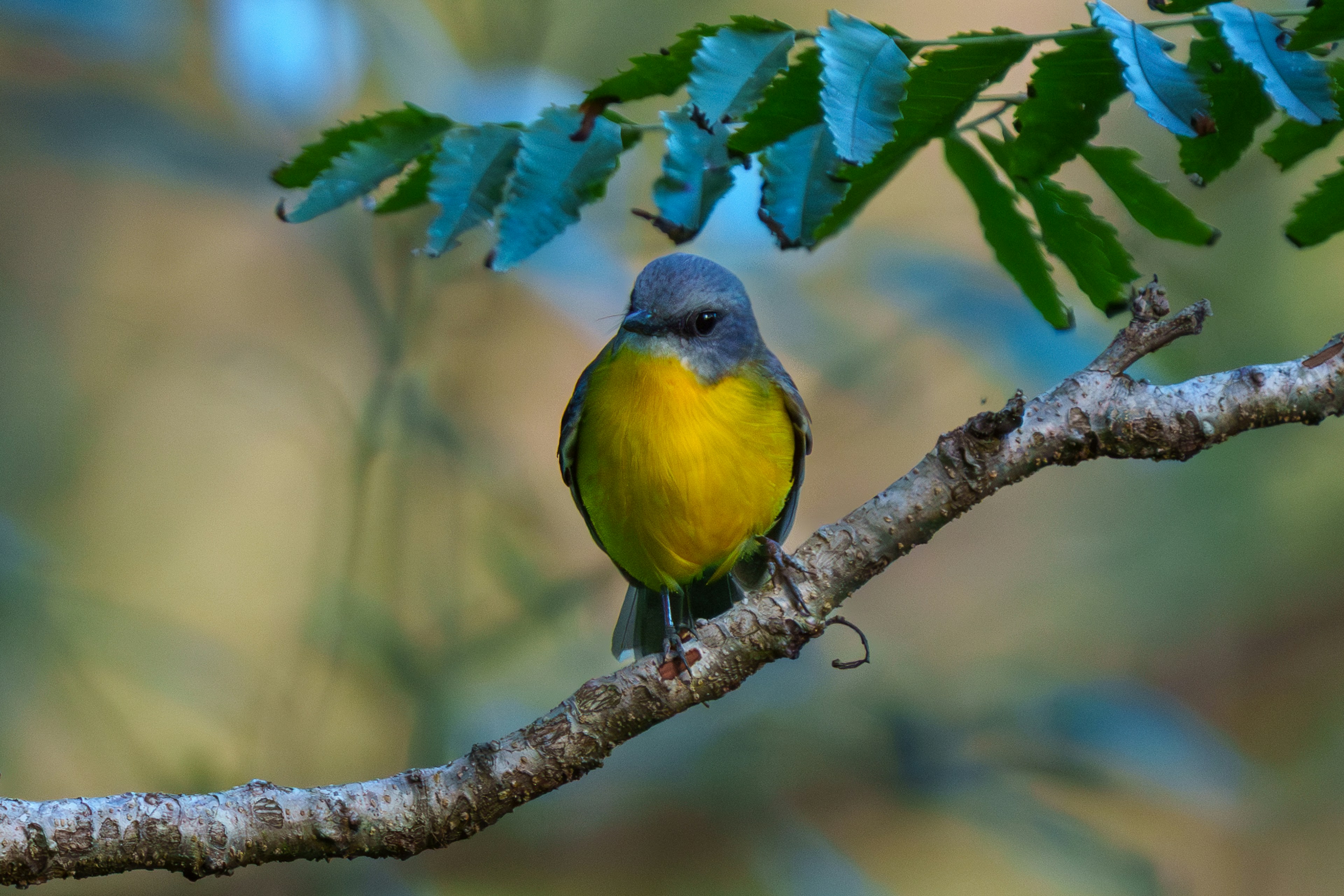 Photo by lloyd_williams