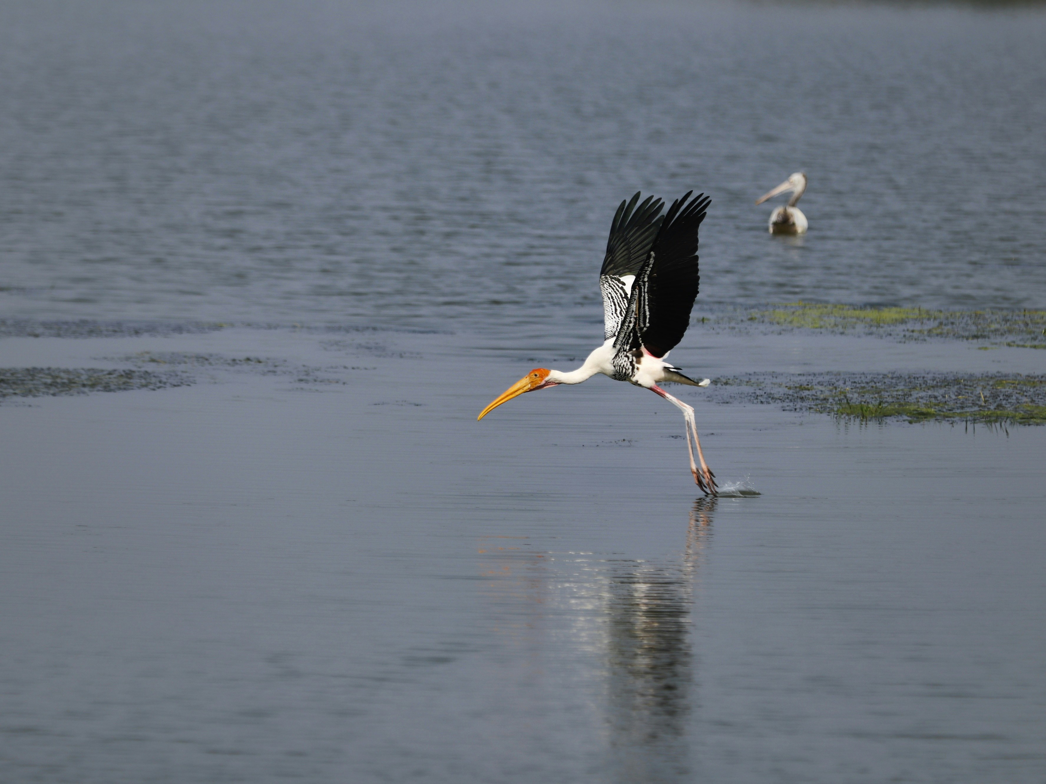 Photo by indianhobbyphotographer