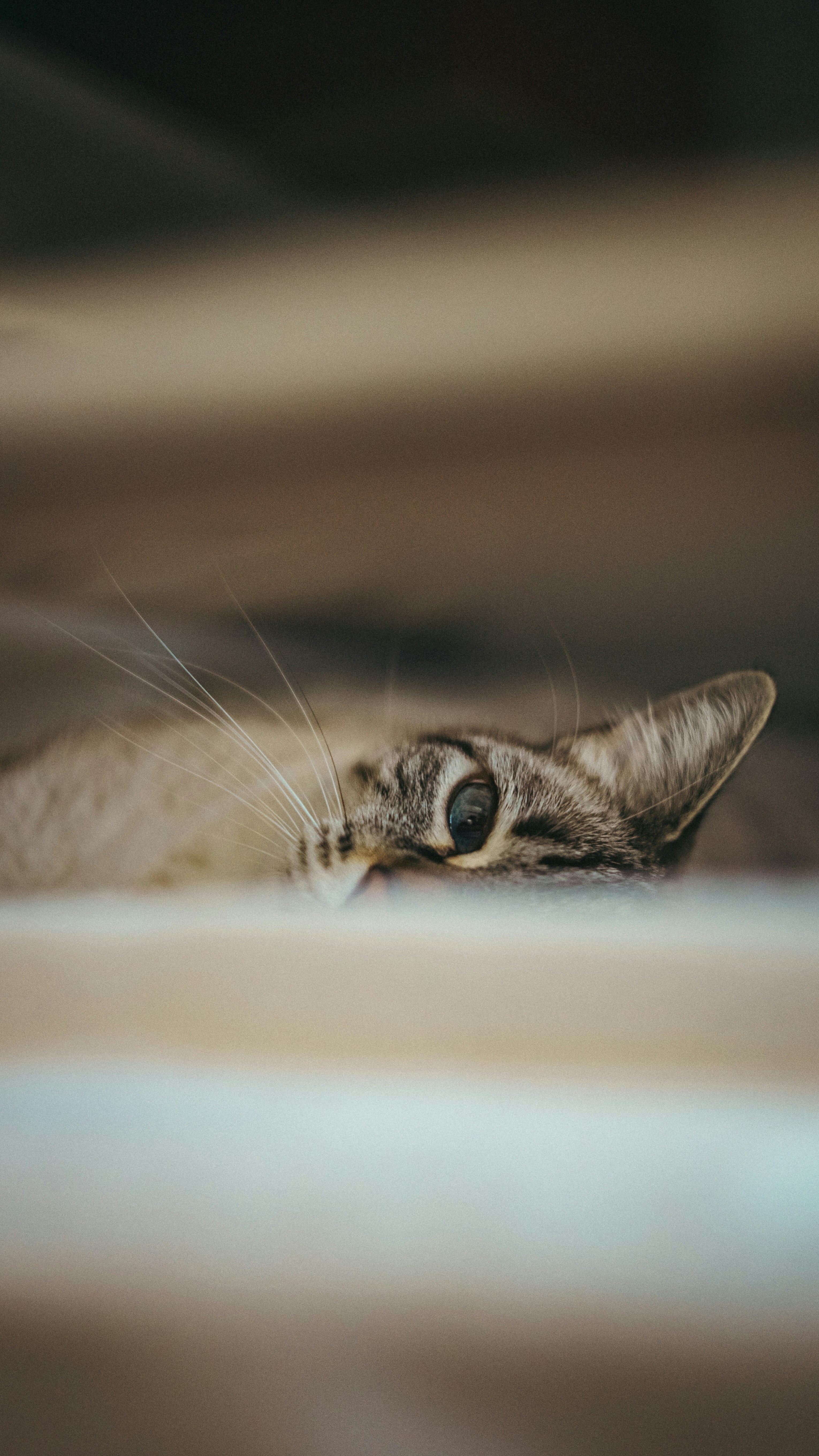 A tabby cat peeks over a ledge.
