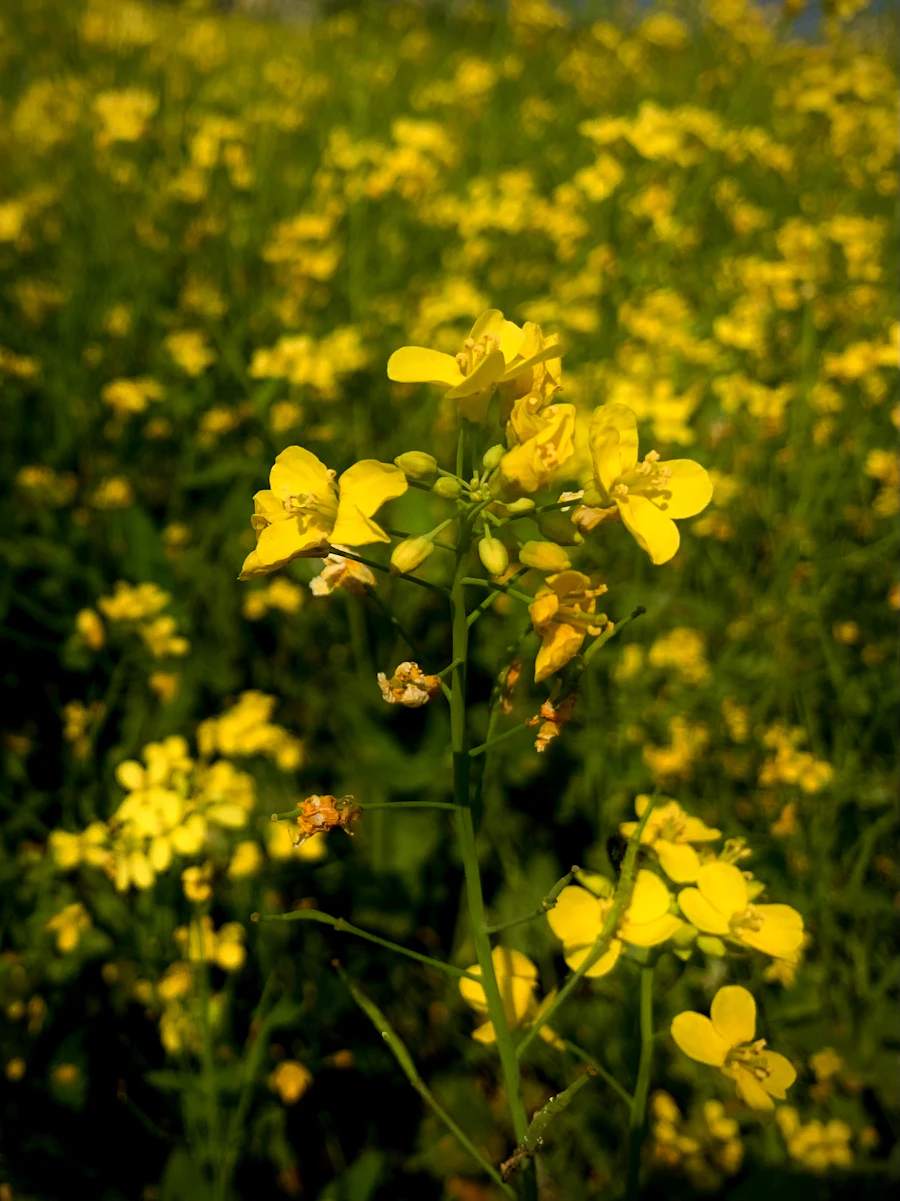 Blooming mustard field