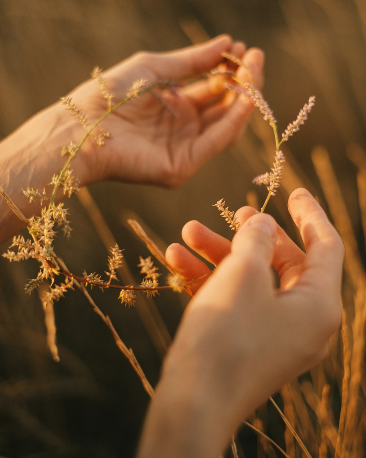 Two hands cupping stalks of dry golden grass in warm evening light