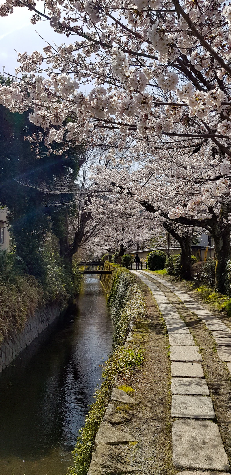 Quiet canal path along the Philosopher's Path, Kyoto