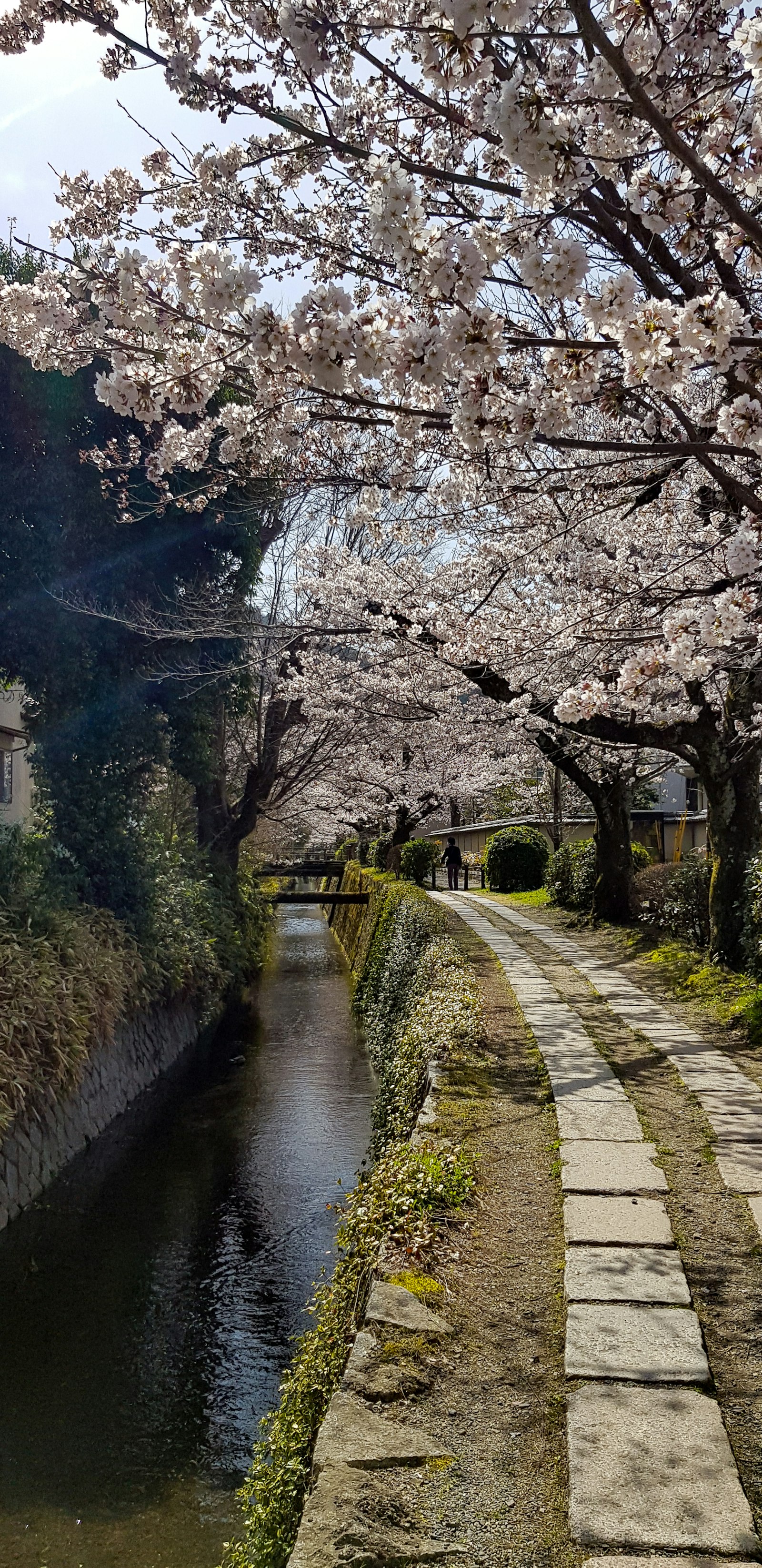 京都 哲学の道 桜並木