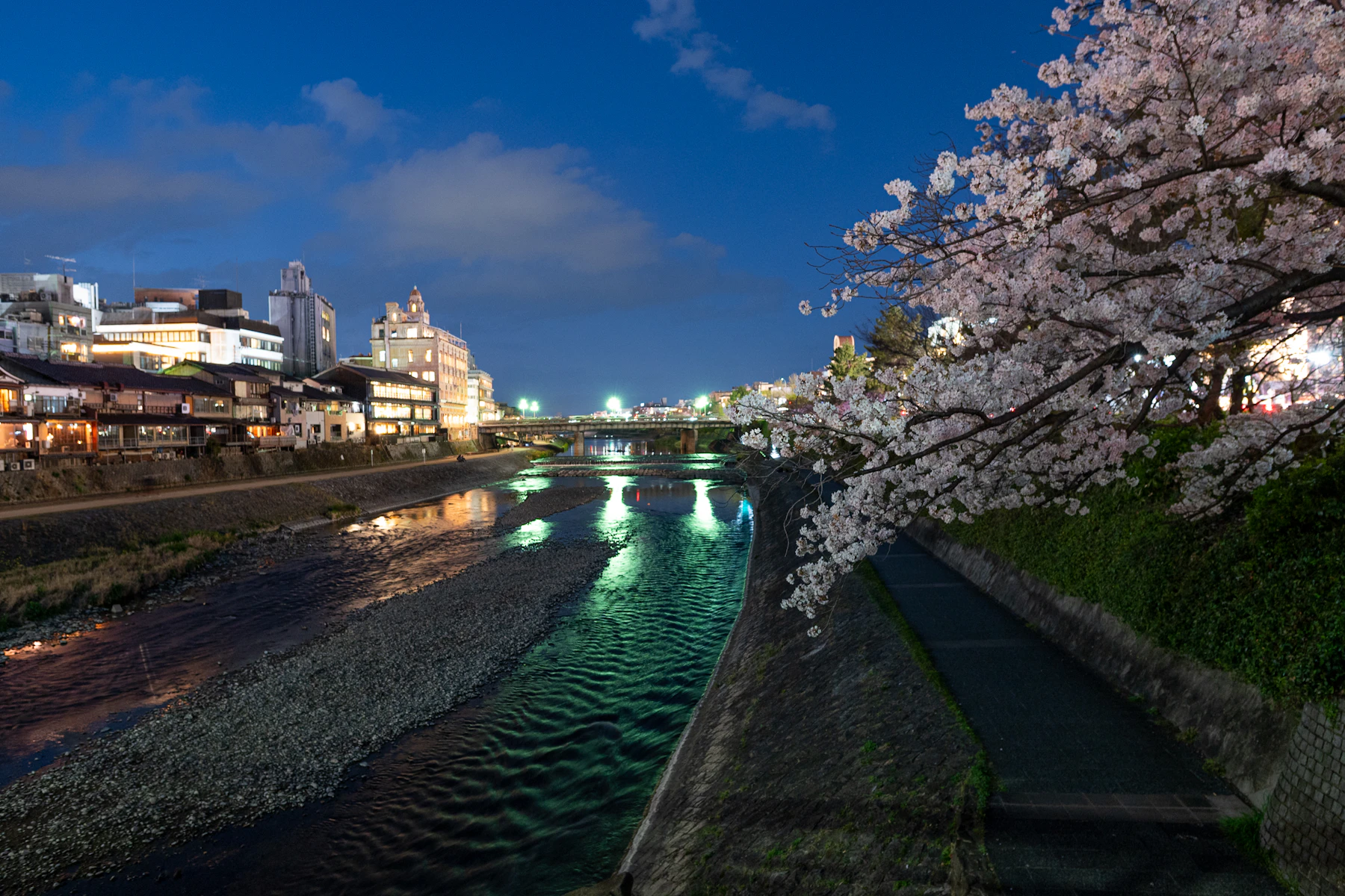 Kirschblüten am Kamo-Fluss in Kyoto bei blauem Abendhimmel