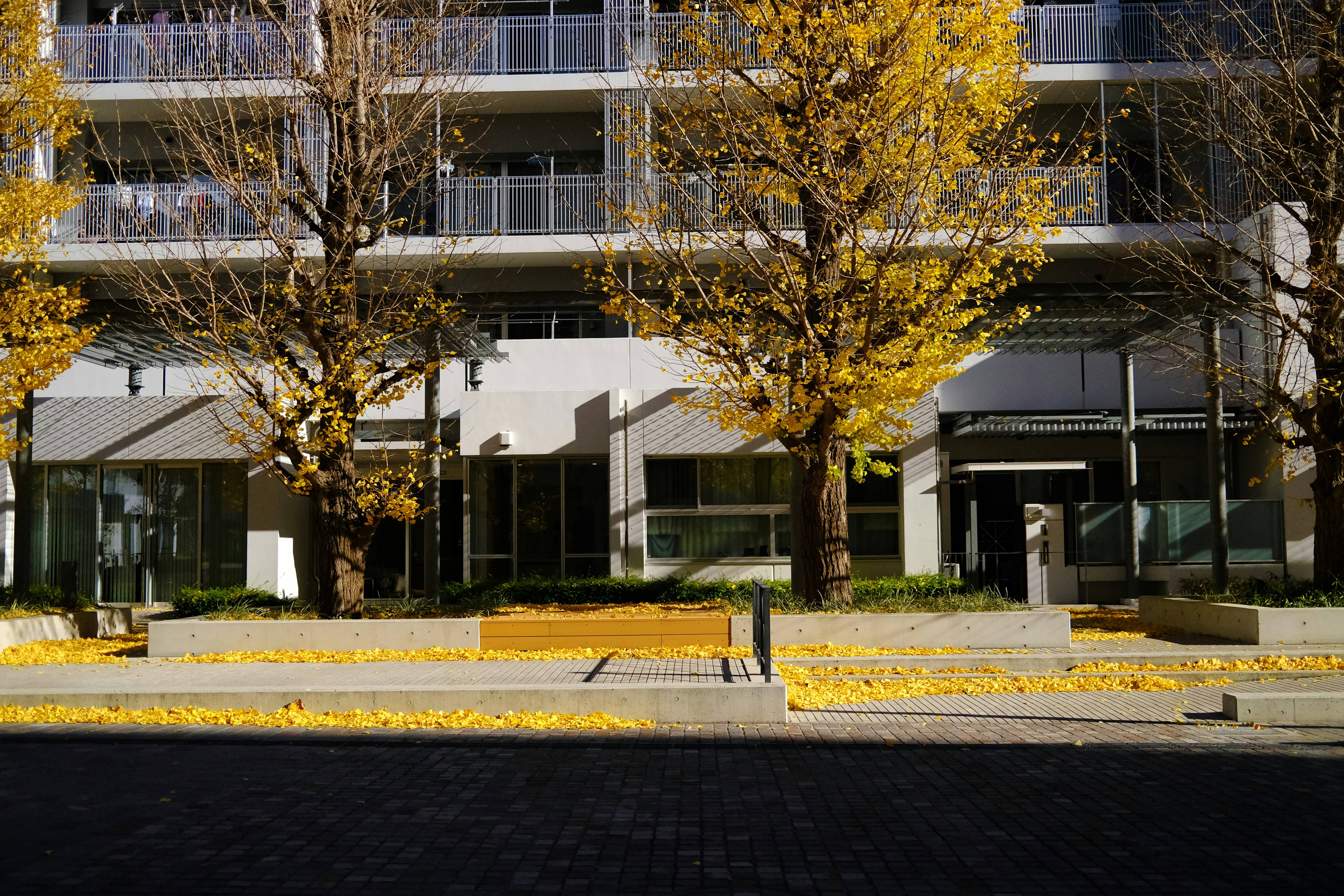 Edificio moderno con árboles amarillos de otoño y árboles desnudos.
