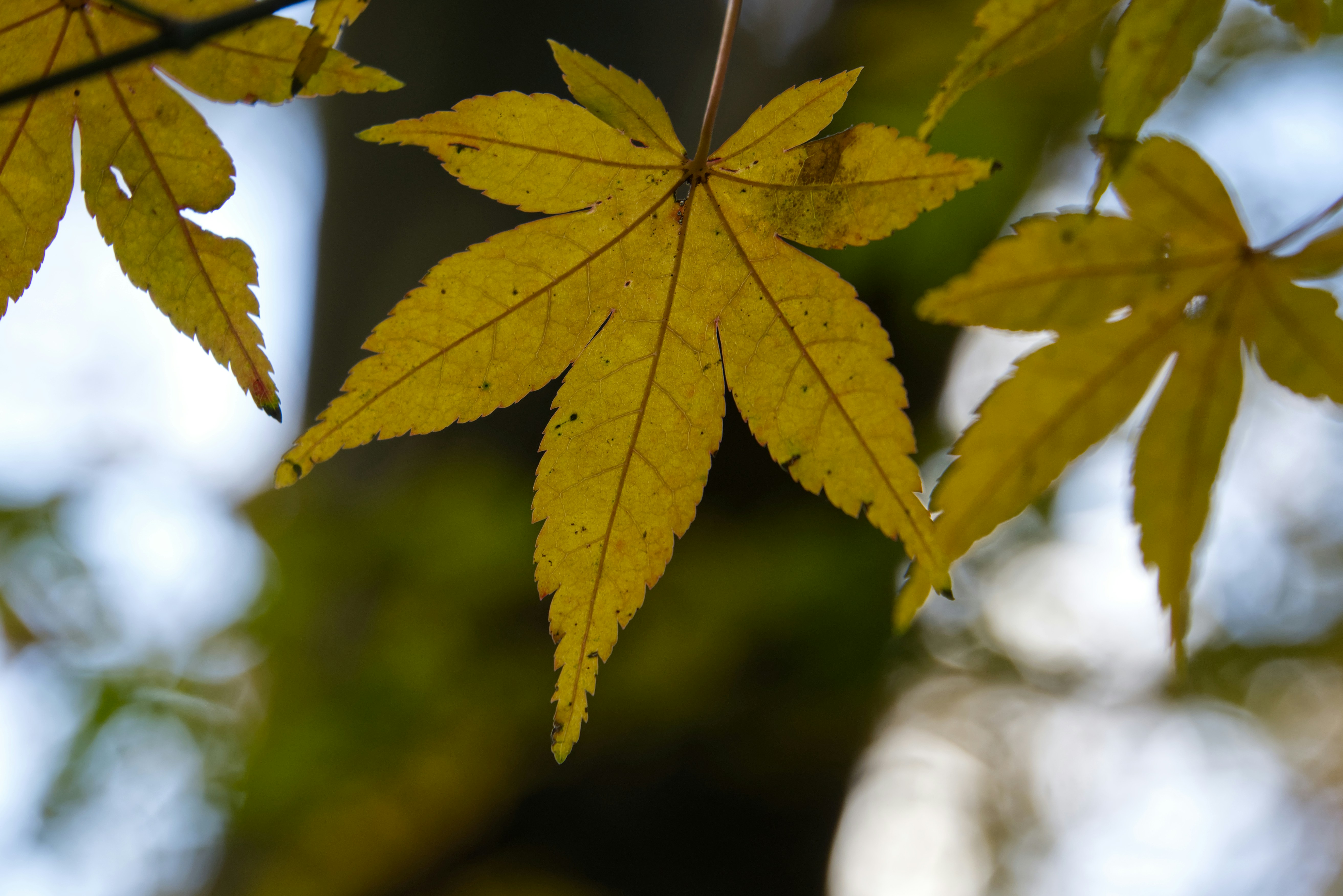 Hojas amarillas de arce colgando de una rama de árbol.