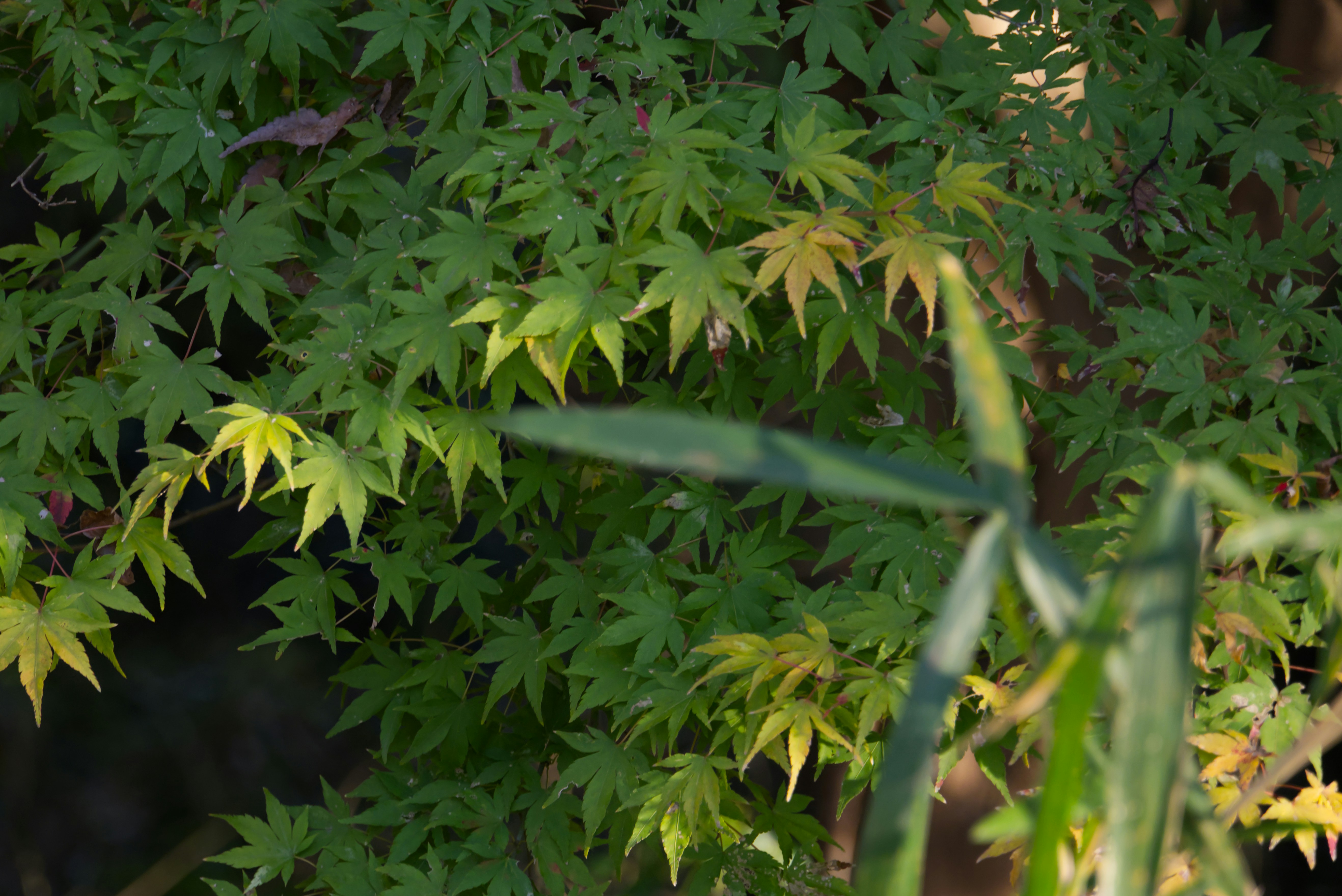 Hojas verdes de arce con bordes amarillentos