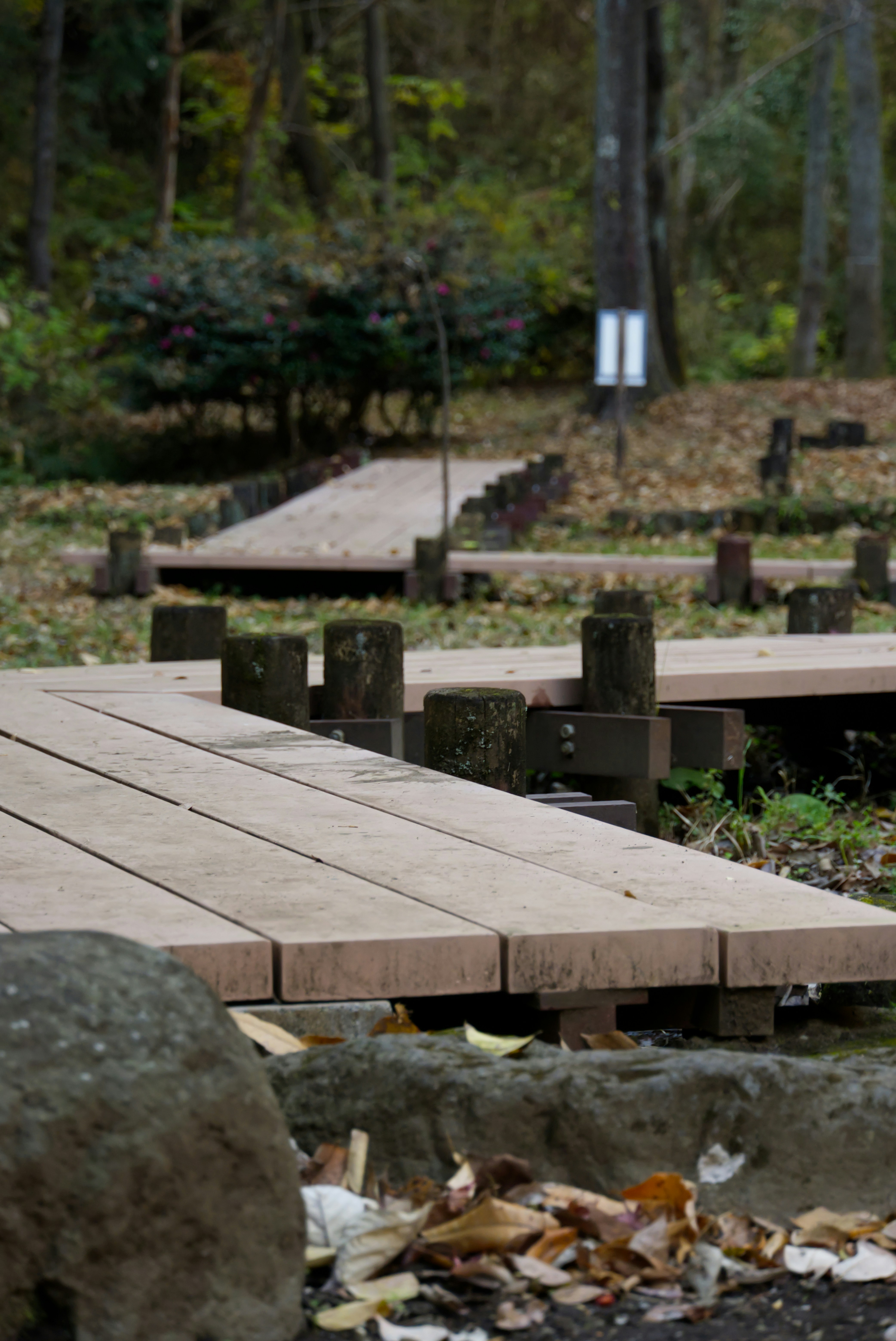 Sendero de madera a través de un bosque