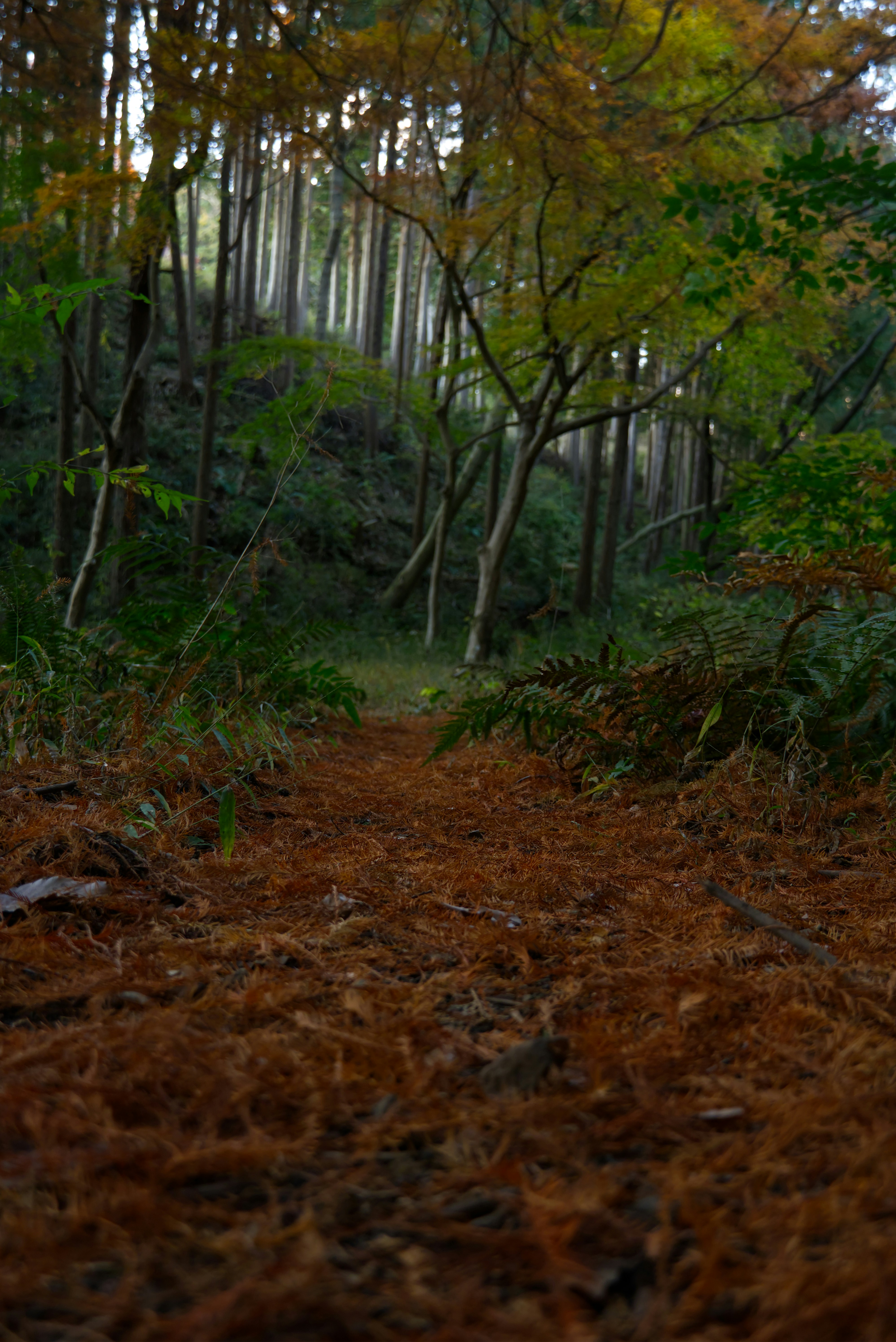 Un sendero forestal cubierto de hojas caídas