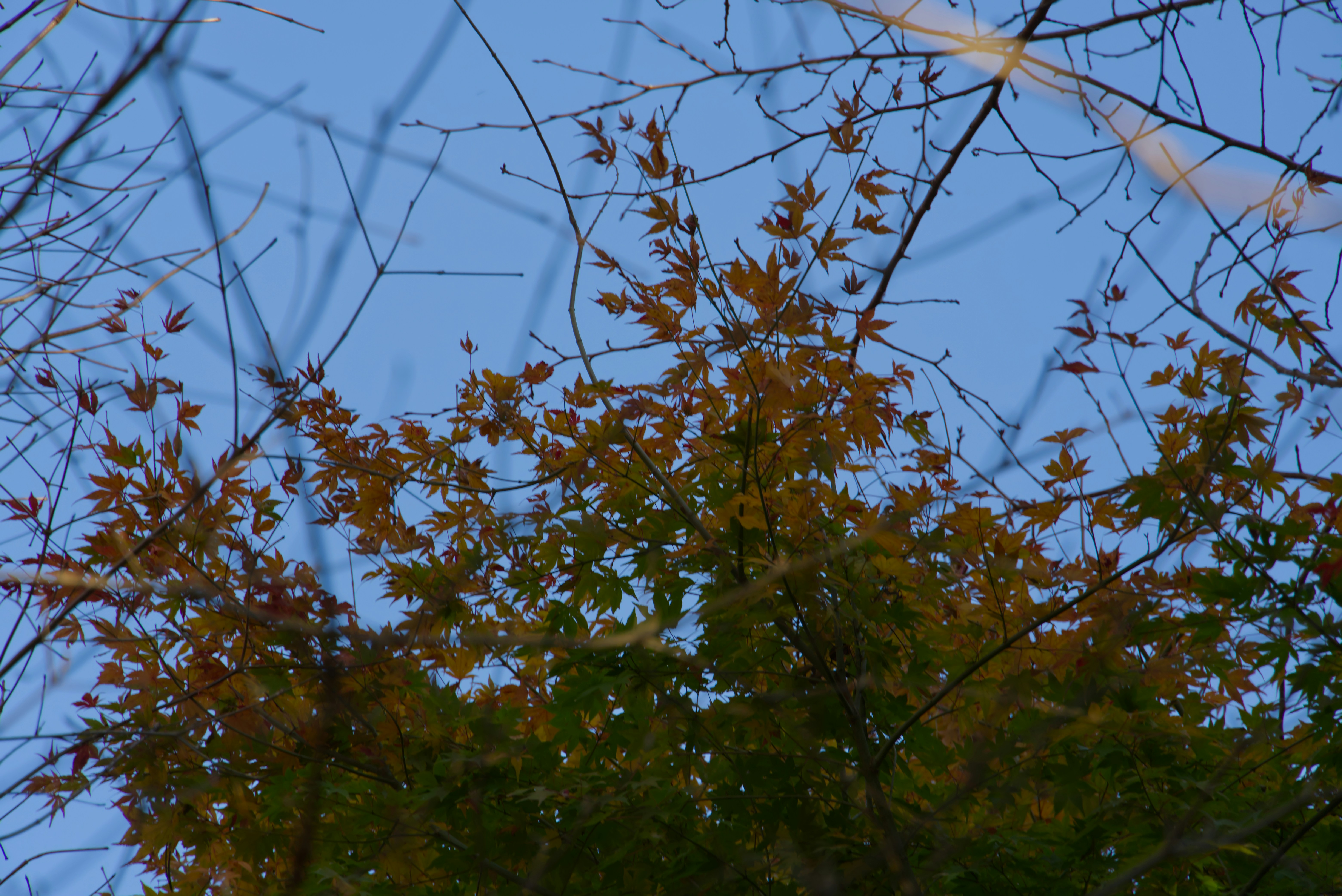 Hojas de otoño contra un cielo azul claro