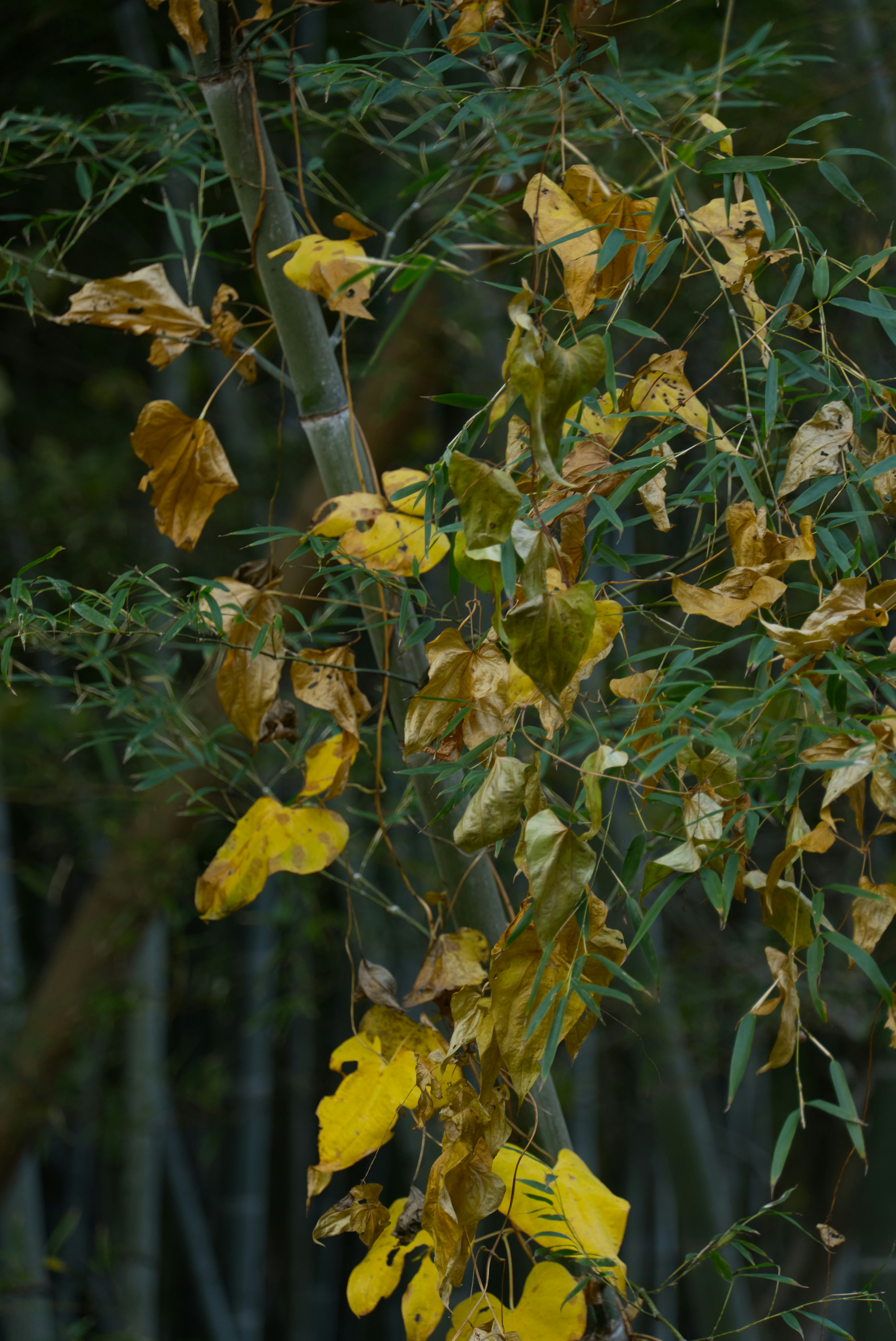 Hojas amarillas cuelgan de una enredadera sobre tallos de bambú.