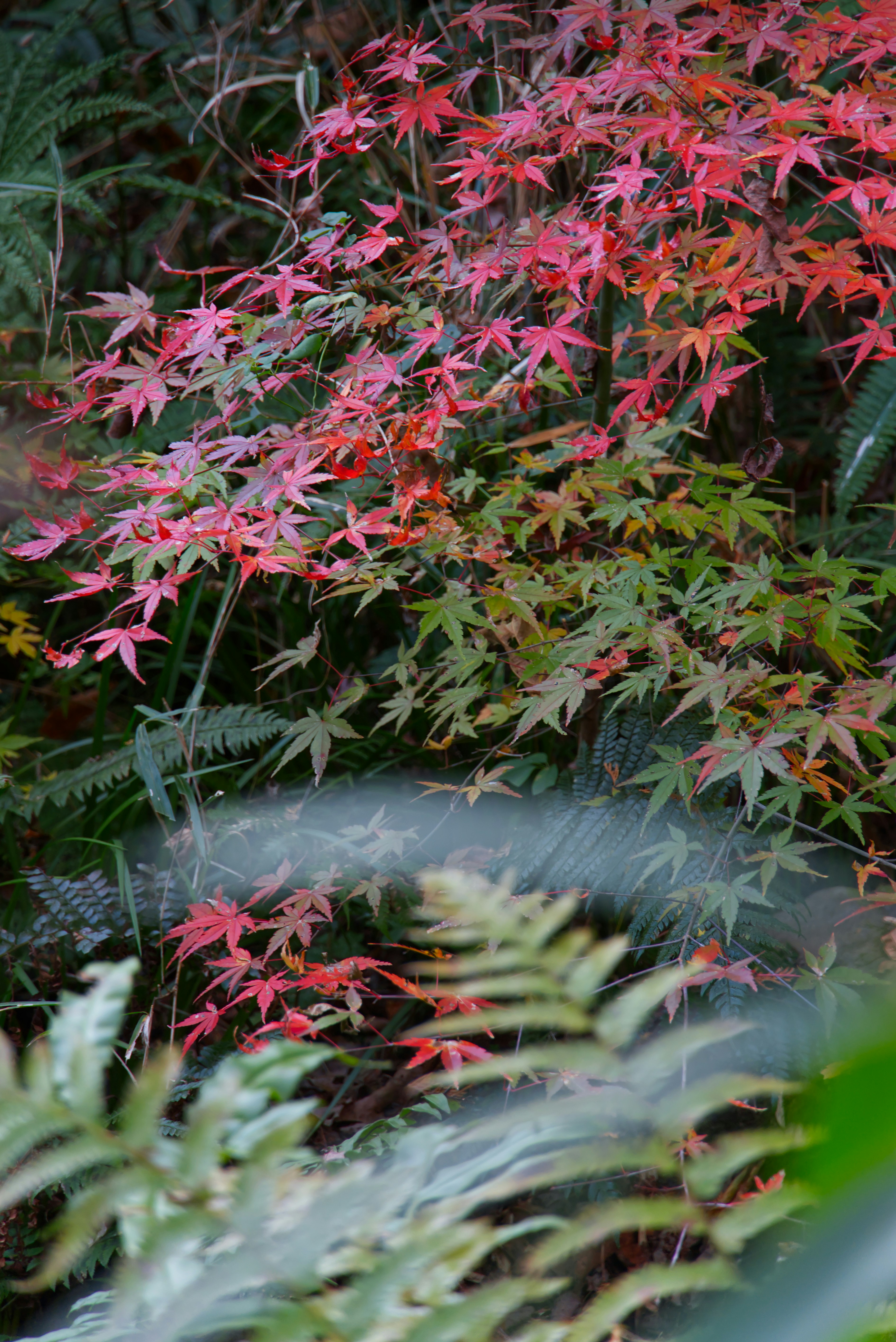 Hojas rojas y verdes de arce con helechos en el bosque