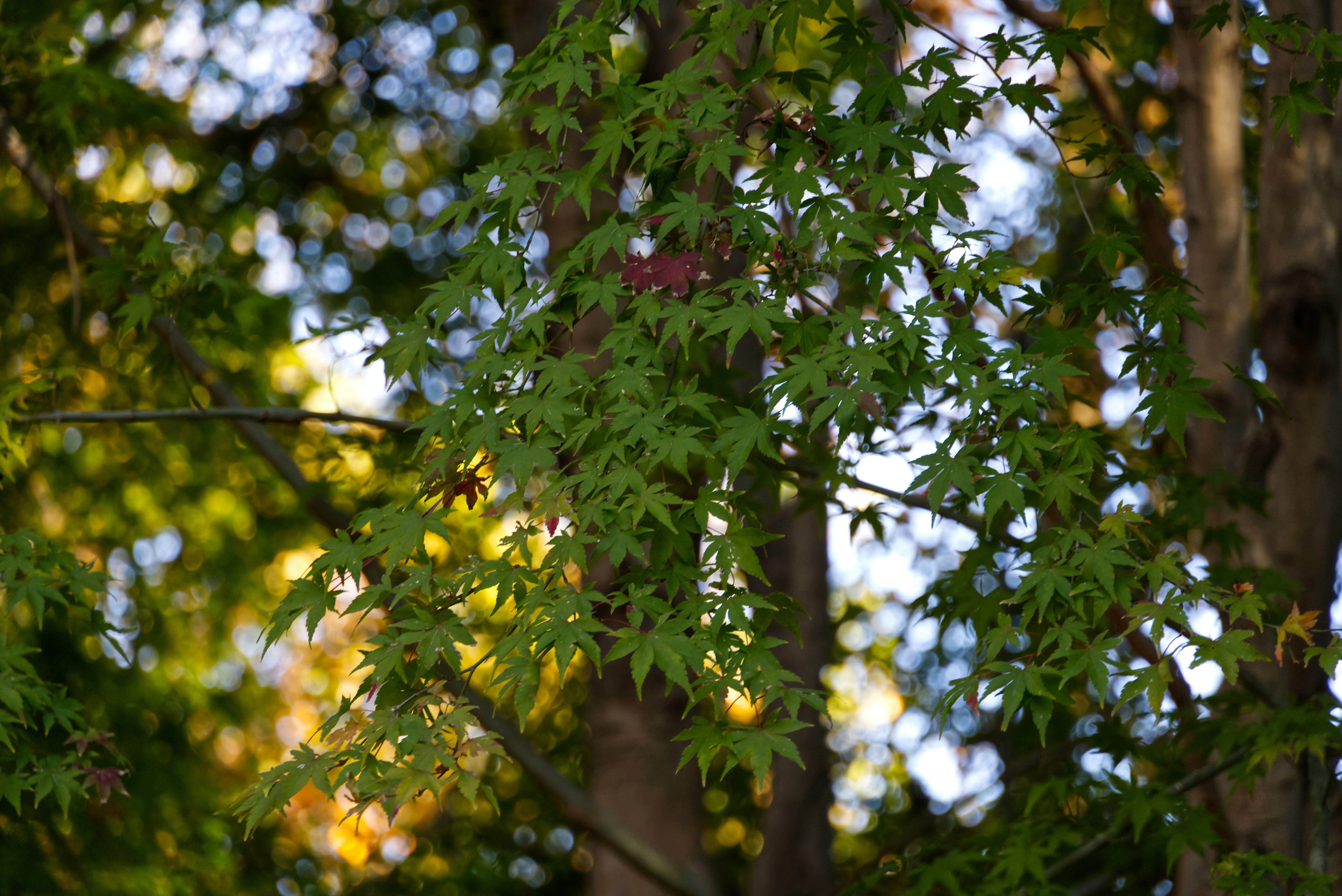 Hojas verdes de arce en una rama de árbol
